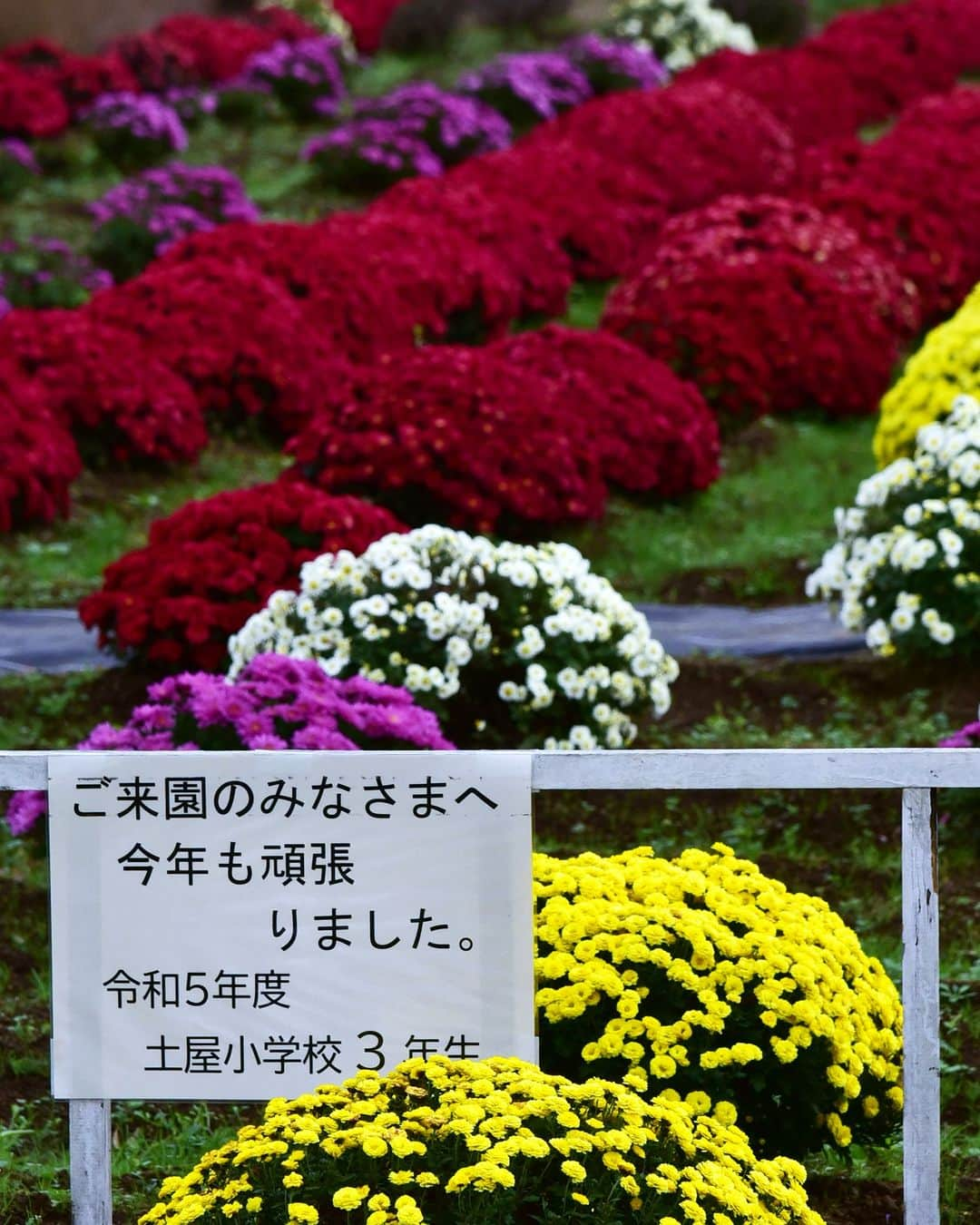 平塚市さんのインスタグラム写真 - (平塚市Instagram)「菊シリーズ第３弾はざる菊です✨ 平塚の土屋にある地元の愛好家や小学生が育てたざる菊園に行ってきました😊カラフルなざる菊が奥まで続いています👀  今がちょうど見頃です！赤、黄色、白の色が揃ったざる菊が見られます✨  場所は土屋小学校入口の交差点の前にあります。開花中は臨時駐車場が設置されています。 ぜひお立ち寄りください😄  #手をつなぎたくなる街 #hiratsukagood #hiratsuka　#平塚　#湘南 #kanagawaphotoclub　#instaflower #菊　#キク　#ざる菊園　#花好きな人と繋がりたい　 #花スタグラム　#フォトスポット　#花　#ざる菊 #秋　#秋の訪れ　#お出かけ　#秋の庭 #今日もお疲れ様でした #instagramjapan　#igersjp　#japanphoto #dslr　#camera　#bestjapanpic」11月13日 18時01分 - hiratsukagood