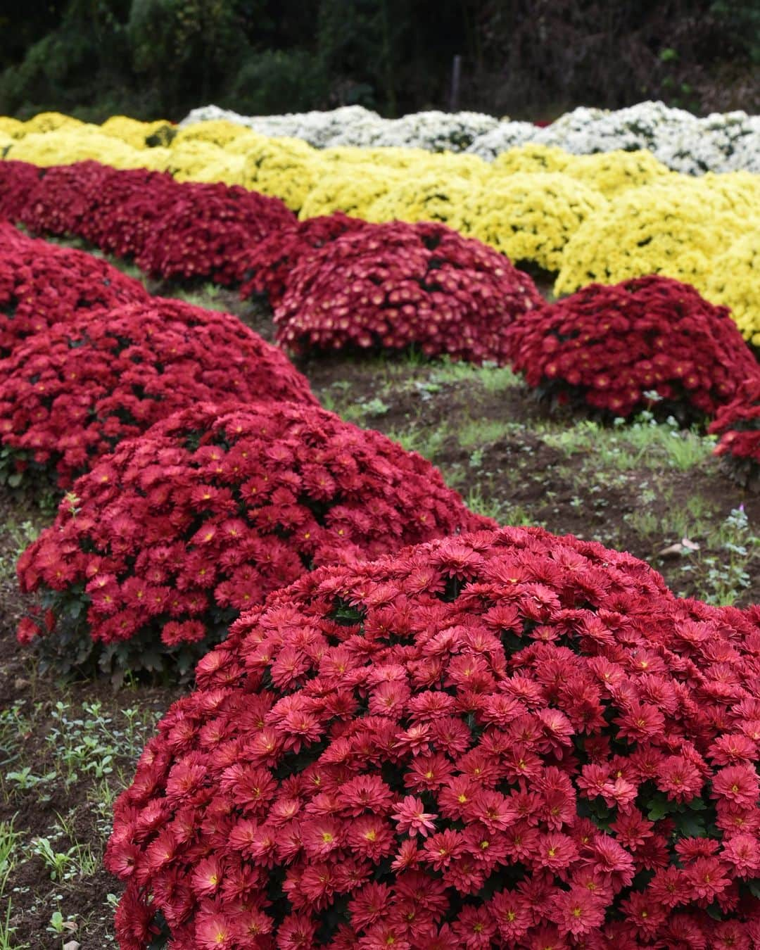 平塚市のインスタグラム：「菊シリーズ第３弾はざる菊です✨ 平塚の土屋にある地元の愛好家や小学生が育てたざる菊園に行ってきました😊カラフルなざる菊が奥まで続いています👀  今がちょうど見頃です！赤、黄色、白の色が揃ったざる菊が見られます✨  場所は土屋小学校入口の交差点の前にあります。開花中は臨時駐車場が設置されています。 ぜひお立ち寄りください😄  #手をつなぎたくなる街 #hiratsukagood #hiratsuka　#平塚　#湘南 #kanagawaphotoclub　#instaflower #菊　#キク　#ざる菊園　#花好きな人と繋がりたい　 #花スタグラム　#フォトスポット　#花　#ざる菊 #秋　#秋の訪れ　#お出かけ　#秋の庭 #今日もお疲れ様でした #instagramjapan　#igersjp　#japanphoto #dslr　#camera　#bestjapanpic」