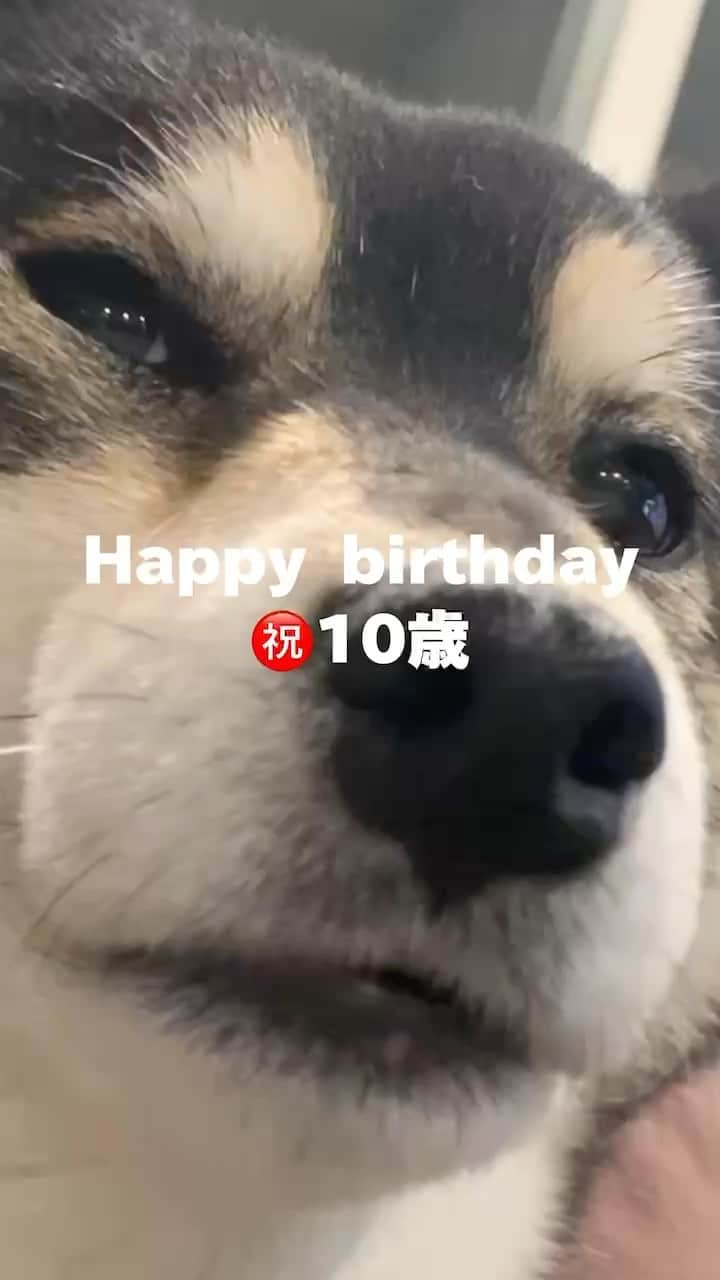 吾子のインスタグラム：「・ ・ Today is my 10th birthday🐶❤️❤️❤️❤️❤️ ・ ・ みなわんいつもありがとうございます🙇🏻‍♀️🙇🏻‍♂️ ・ 本日あこわん無事に10歳を迎えました ・ これからも元気にうまうま道に邁進します🐶🍖🐟❤️ ・  2024 Acoshiba calendar on sale! It's a good deal because the yen is cheap! Please go to the sales page from the link in the profile.  ・ #誕生会は明日やります #Liveもするかもー #sapporo  ・ 北海道の柴犬 #柴北会 の皆ワン🐶涼しくなってきたね〜🐶✨ ・ #adorable #instadog#shibainu#dog#柴犬ライフ #instashiba#柴犬マニア #9gag #barked #kuroshiba#socute #cutedog#いぬのきもち #黒柴 #dogstagram_japan」