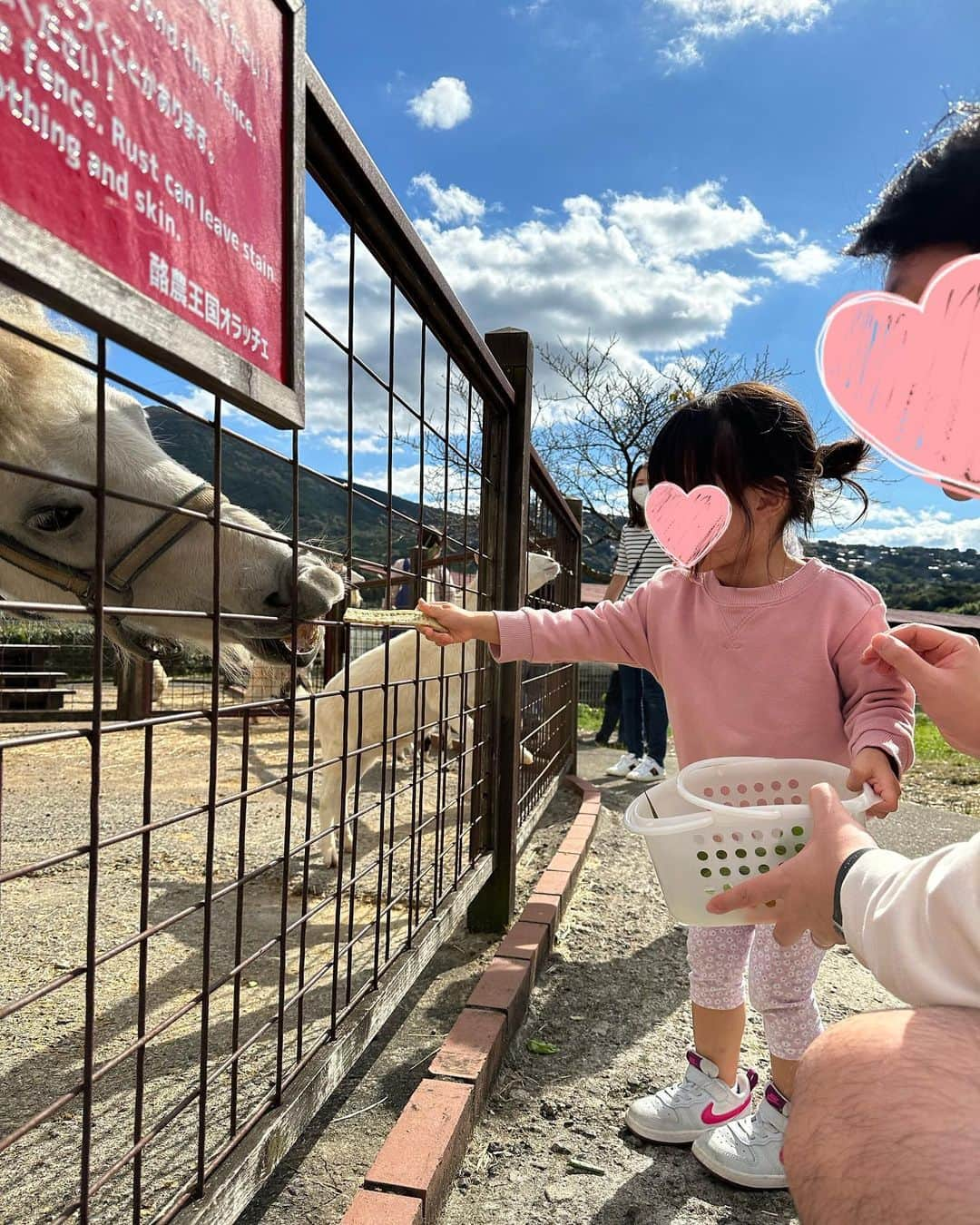 赤松麻里菜さんのインスタグラム写真 - (赤松麻里菜Instagram)「秋の熱海旅行🍁✨ 牧場へ遊びに行って乳搾りやエサやり、畑でサツマイモ掘りなど色々な体験が出来ました🐄🥛♪ 乳搾りは最初姉妹共に触るのを怖がっていたけど、一度上手に出来ると途中からは楽しそうだった🐮✨ ソフトクリーム美味しかったね🍦♡ @oratche_  #秋の空 #熱海旅行 #牧場 #乳搾り #お芋掘り #家族旅行 #子連れ旅行 #オラッチェ #女の子ママ #姉妹ママ #2人育児 #2歳差育児 #3歳差育児 #ママライフ #ワーママ #ワーママの日常 #骨格ウェーブ #イエベ #イエベ春」11月13日 18時11分 - marigram0726