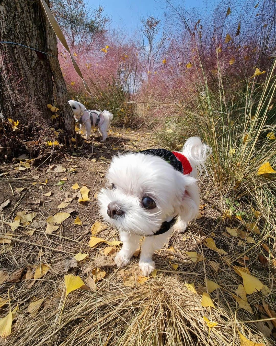 ソン・ヨンジェさんのインスタグラム写真 - (ソン・ヨンジェInstagram)「요즘🐶🌸👶🤍」11月13日 18時25分 - yeonjae_son