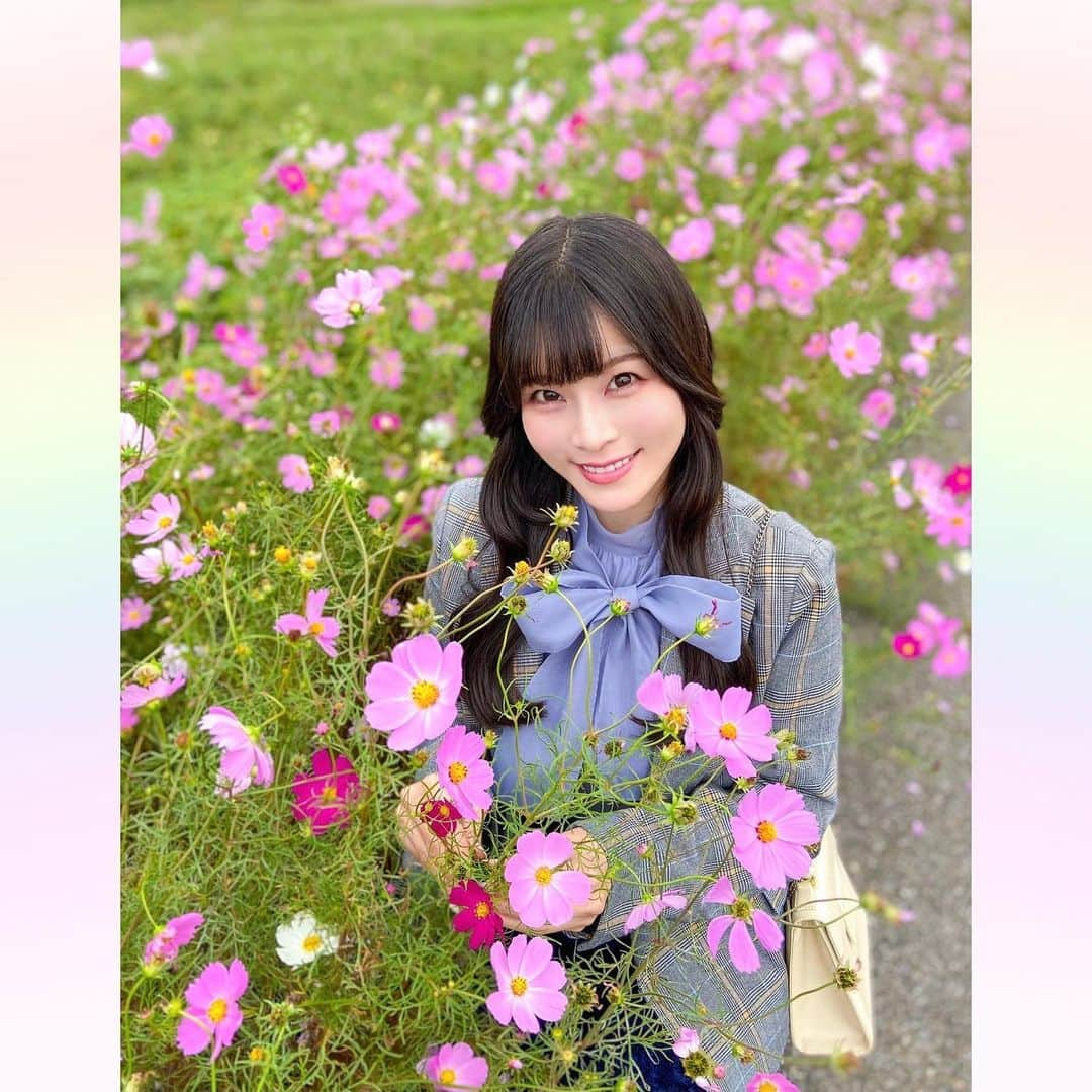 長柄ひろみのインスタグラム：「#cosmos 💗  やっぱりピンクの秋桜が好き🥰🌸  ピンク色の花って可愛いよね💗  何だかここ数日、急激に寒くなってビックリ🥶 急に寒くなるのは困るよー！ もう少し適温の日が続いて欲しい🥺🍁  ｡・ﾟ・。❀｡・ﾟ・。❀｡・ﾟ・。❀｡・ﾟ・｡❀。・ﾟ・。  #秋桜」