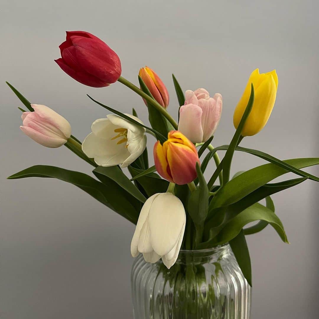 武藤乃子のインスタグラム：「🌷 この時季にチューリップ。  #チューリップ #早咲き  #早咲きチューリップ  #花のある暮らし  #花のある生活  #花の写真」