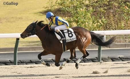 古川奈穂のインスタグラム：「土曜日、日曜日と福島競馬場で騎乗させて頂きました。 乗せてくださった関係者の皆様、応援してくださった皆様、ありがとうございました。  土曜日の7Rをバスドラムガール号で、日曜日の12Rをリーゼントミニー号で勝たせて頂きました！ 関係者の皆様、ありがとうございました🙇‍♀️  2頭とも良いスピードを持っているので、結果を出すことが出来て良かったです☺️ 最後まで粘ってくれた2頭に感謝です✨  ミニーちゃんは下唇が白くてとても可愛いので、厩舎でたくさん写真を撮ってしまいます😍  福島はとても寒く、冬を感じる週末でした❄️ 皆様もお身体にはお気をつけ下さい🧣  写真はgallopさんからお借りしました🙇‍♀️  #福島競馬場   #バスドラムガール  #リーゼントミニー   #冬の訪れ」