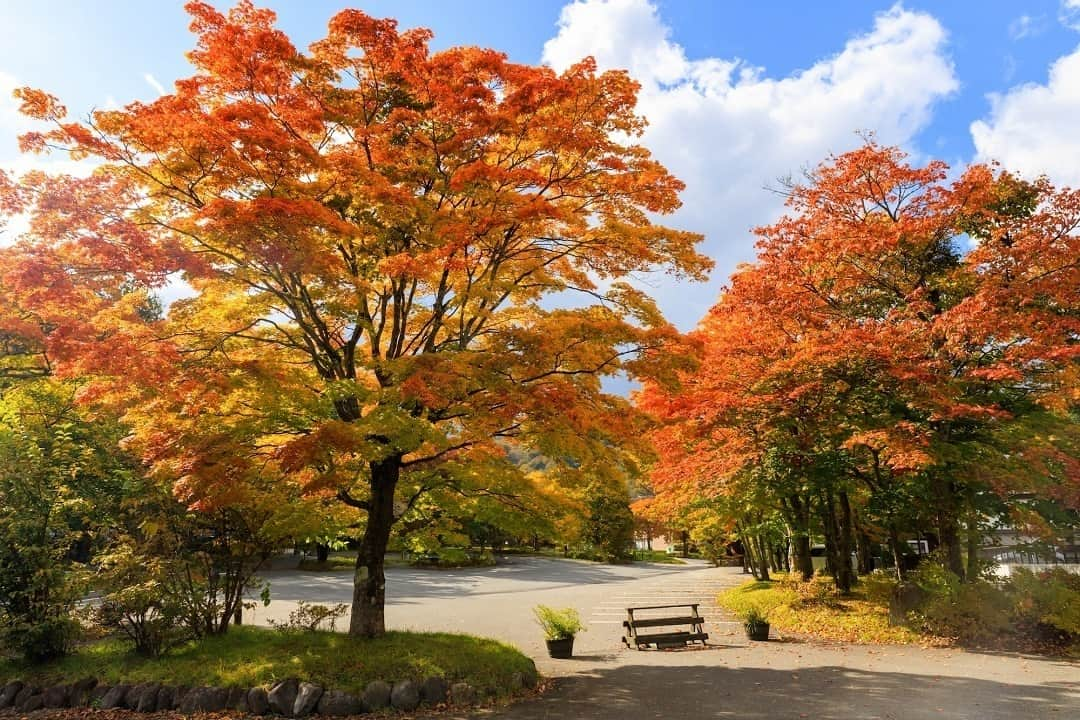 日本生命保険相互会社さんのインスタグラム写真 - (日本生命保険相互会社Instagram)「#ニャッセイを探せ！  紅葉シーズンですね🍂 #ニャッセイ が青森県の #奥入瀬渓流 にお出かけしたみたいです🐱  見つけた方はコメント欄に「🐱」を送って、教えてくださいね♪  【写真募集📸】 掲載する写真を募集しています！ ニャッセイに来てほしい紅葉スポットの写真を、#おいでよニャッセイ をつけて投稿してくださいね🐱」11月13日 19時01分 - nissay_official