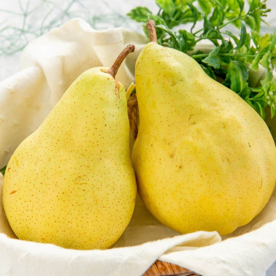 新潟直送計画のインスタグラム：「＼🍐ル・レクチェの芳醇で繊細な香りには誰もが虜🥰／ 新潟直送計画の通販でお届け！  ──────────────────── ル・レクチェ（贈答用・家庭用） 高清農園（新潟市南区） ────────────────────  ル・レクチェは、新潟県の特産品となっている洋梨です。 とても繊細で栽培環境を選ぶため、他県ではなかなか生産されていませんが、 とろけるような食感と、芳醇な香り、濃厚な甘味がもう絶品！  近年、全国的に人気が高まってきています。 梨専門農家の高清農園でも、特に力を入れて栽培している品種の一つ。 毎日、欠かさず果樹を観察することで、施肥のタイミングを見逃しません。  初代園主の大好物だったということで、美味しさには特に自信があります！ 農家こだわりの味を堪能してください。  新潟の「逸品」を全国へ！産地直送お取り寄せ通販・ギフトサイト⠀ ─────────────────── 新潟直送計画 /@niigata_shop ───────────────────  #新潟直送計画 #新潟名物 #新潟産 #新潟県 #新潟直送計画にあるよ #お取り寄せ #お取り寄せできます #通販 #通販できます #お取り寄せグルメ #新潟グルメ #産地直送  #ル・レクチェ #ルレクチェ #洋梨 #幻の洋梨 #ルレクチエ　#フルーツ #フルーツギフト  #新潟の特産品 #追熟 #フルーツスタグラム #おうち時間 #お歳暮  #高清農園 #新潟市南区 #新潟市」