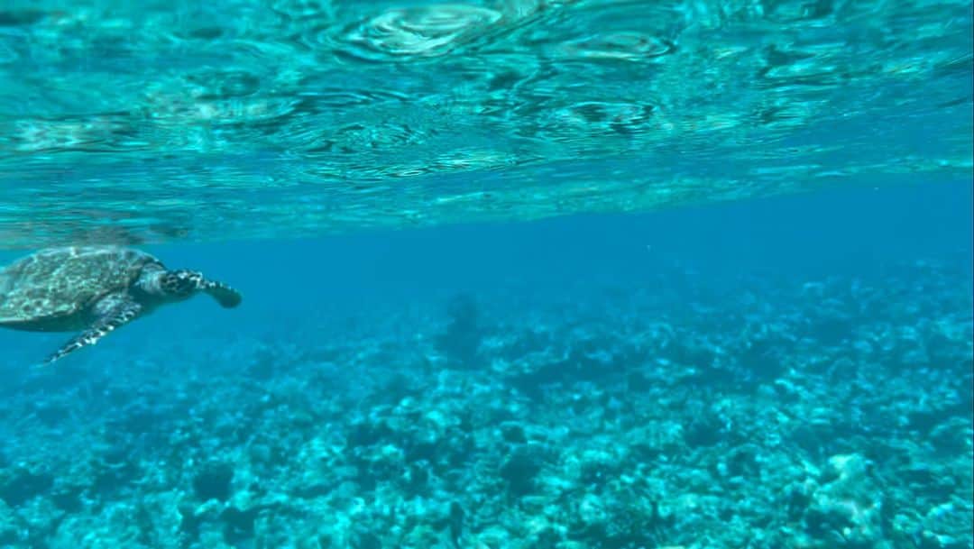 シェヘラザード・ゴールドスミスのインスタグラム：「Sometimes you do something that feels like a great honour and this was it. Two of my favourite things swimming and turtles. Could have hung out here all day. My spirit animal @loquetlondon」