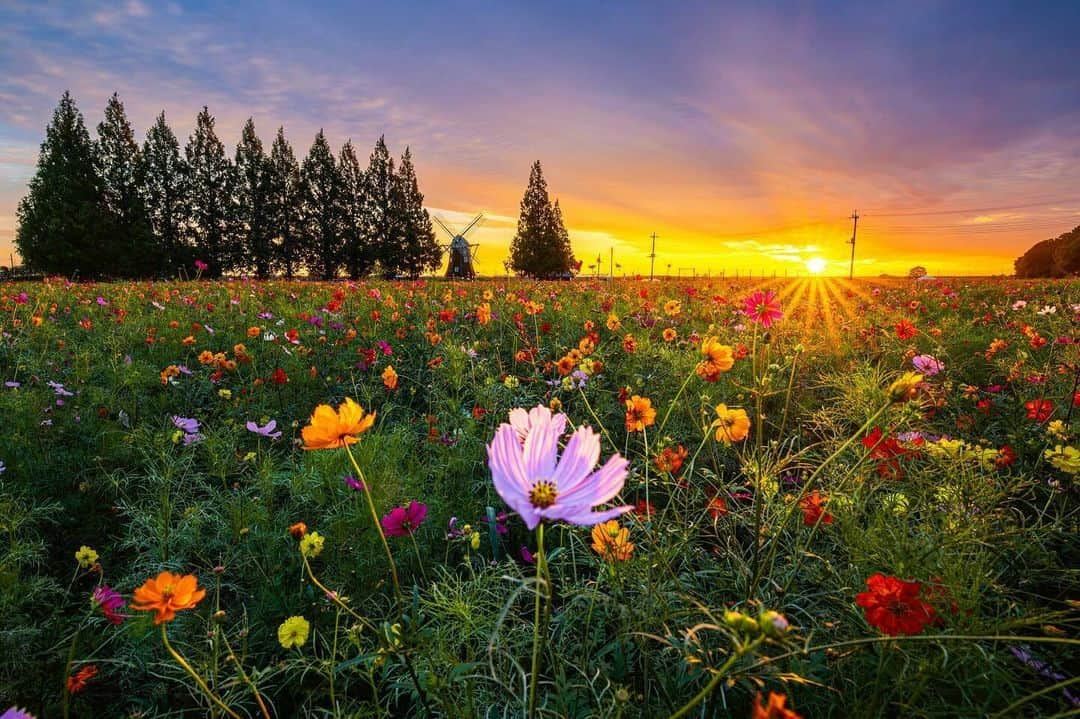 花の写真館さんのインスタグラム写真 - (花の写真館Instagram)「Photo by @yuya_5dmark4. https://instagram.com/yuya_5dmark4/ . Original Post[投稿いただいたURL] https://www.instagram.com/p/CyQXYdSvN0o/ . 本アカウントは、 #私の花の写真 をつけてInstagramに投稿された皆さまの花の写真や、「花の写真館」Facebookページで投稿された花の写真を紹介します。 「花の写真館」Facebookページは、「 @floral.photograph 」のプロフィールにあるURLからご覧ください。 . ※各種法令、マナー、関係者の指示に従った撮影をお願いします。 *Please ensure that your photography adheres to all relevant laws, etiquette, and instructions issued by authorized persons. ※本アカウントは東京カメラ部がFacebook、Instagramのサービスを利用して運営しているもので、Meta社・Instagramとは一切関係ありません。 . #花の写真館 #floralphotograph #floralphoto #flower #flowers Follow: @floral.photograph」11月13日 19時30分 - floral.photograph