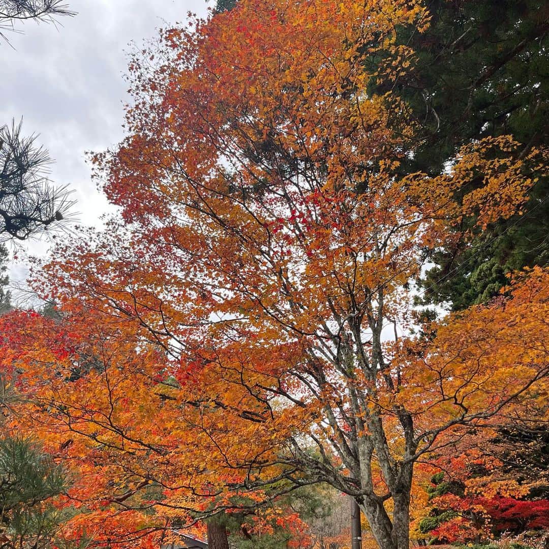 竹本茉莉さんのインスタグラム写真 - (竹本茉莉Instagram)「. 今月はバスツアーとゲスト会で2回長野行ったんだけど、めっちゃ紅葉綺麗だったー🍁お裾分けです🌾 東京は暖かいからまだ紅葉進んでないなーと思ってたら一気に寒くなりましたね😌私はもうカイロ貼ってます笑」11月13日 19時36分 - matsuri_morikawa