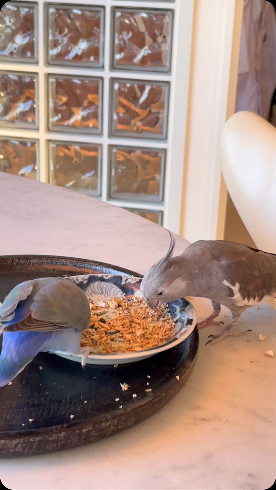 行正り香のインスタグラム：「時間がかかりましたが、オカメインコと小桜インコも仲良しこよしになれました。人間も見習えたらいいのにな。#行正り香 #rikayukimasa」