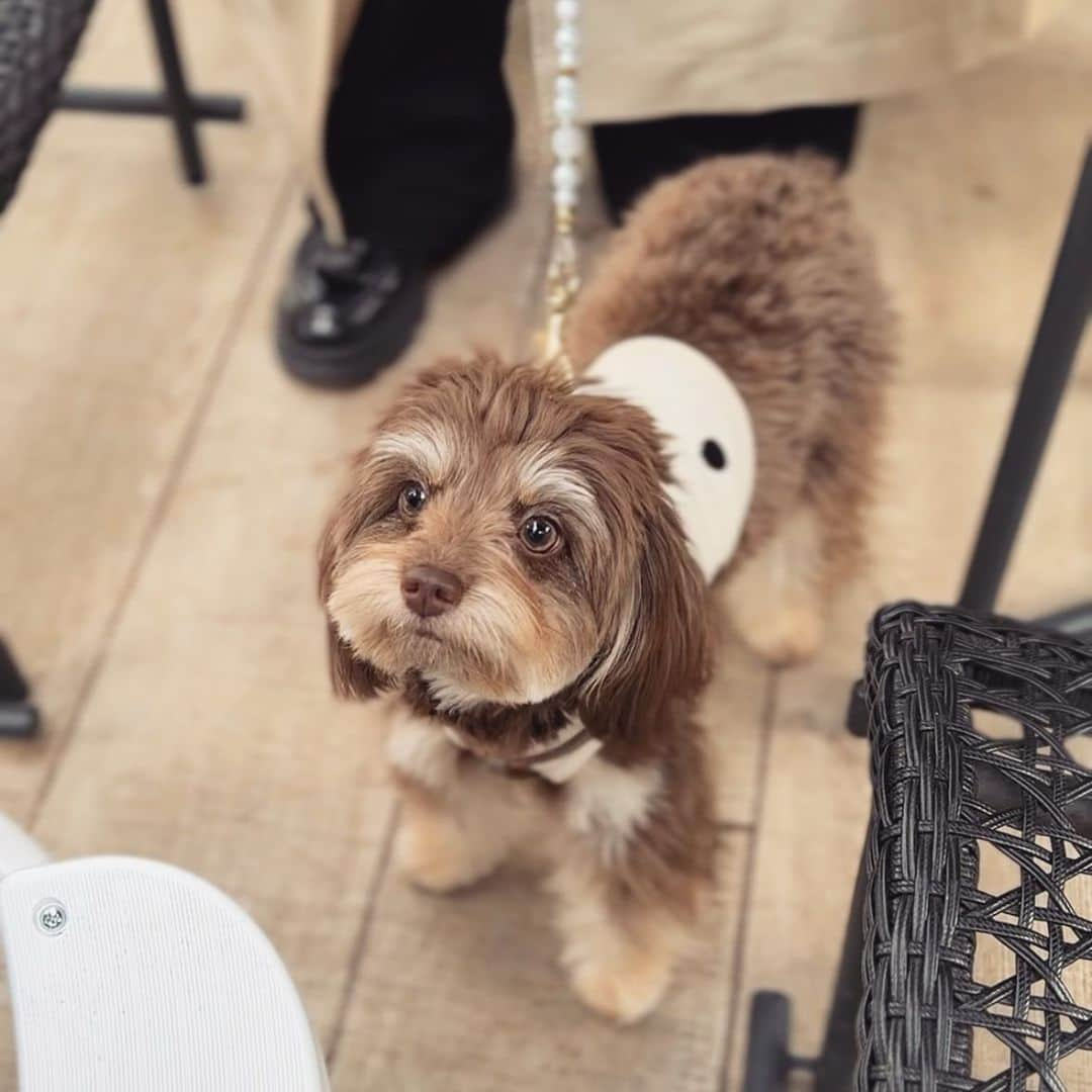 三ツ井裕美さんのインスタグラム写真 - (三ツ井裕美Instagram)「犬会🐶🐶🐶🐶  久しぶりのお2人と♡  久々だったし話す事ありすぎて全然時間足りません、、、😂  またぜひ☕️  わんこチームみんな自由で（笑）見ててめちゃめちゃ楽しかったし癒されました💓  @ca7boom  @satsunnnnn   #ネイルの雰囲気がみんな似てた💅」11月13日 19時53分 - hiromi__km