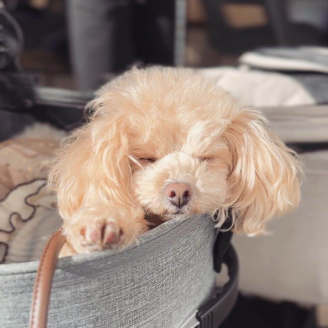 三ツ井裕美さんのインスタグラム写真 - (三ツ井裕美Instagram)「犬会🐶🐶🐶🐶  久しぶりのお2人と♡  久々だったし話す事ありすぎて全然時間足りません、、、😂  またぜひ☕️  わんこチームみんな自由で（笑）見ててめちゃめちゃ楽しかったし癒されました💓  @ca7boom  @satsunnnnn   #ネイルの雰囲気がみんな似てた💅」11月13日 19時53分 - hiromi__km
