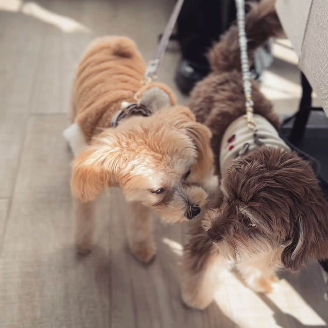 三ツ井裕美さんのインスタグラム写真 - (三ツ井裕美Instagram)「犬会🐶🐶🐶🐶  久しぶりのお2人と♡  久々だったし話す事ありすぎて全然時間足りません、、、😂  またぜひ☕️  わんこチームみんな自由で（笑）見ててめちゃめちゃ楽しかったし癒されました💓  @ca7boom  @satsunnnnn   #ネイルの雰囲気がみんな似てた💅」11月13日 19時53分 - hiromi__km