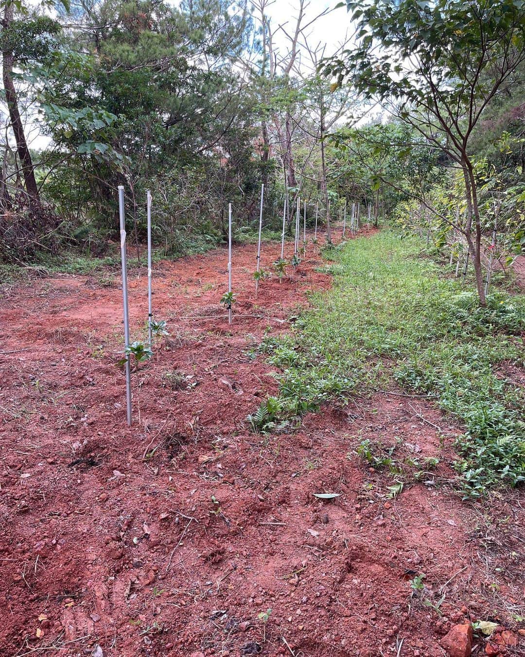高原直泰さんのインスタグラム写真 - (高原直泰Instagram)「今日は大宜味のコーヒー畑。 ニームオイル散布と雑草除去。 新たに植えた苗木の確認と環境整備のチェック。 順調に成長してくれれば3年後に収穫をむかえます。 #沖縄コーヒー #コーヒー栽培 #沖縄でコーヒーを育てる #ニームオイル #沖縄ライフ」11月13日 20時12分 - takahara.osv