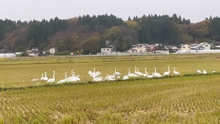 nokosのインスタグラム：「冬の使者 子白鳥もいるよ❄︎」