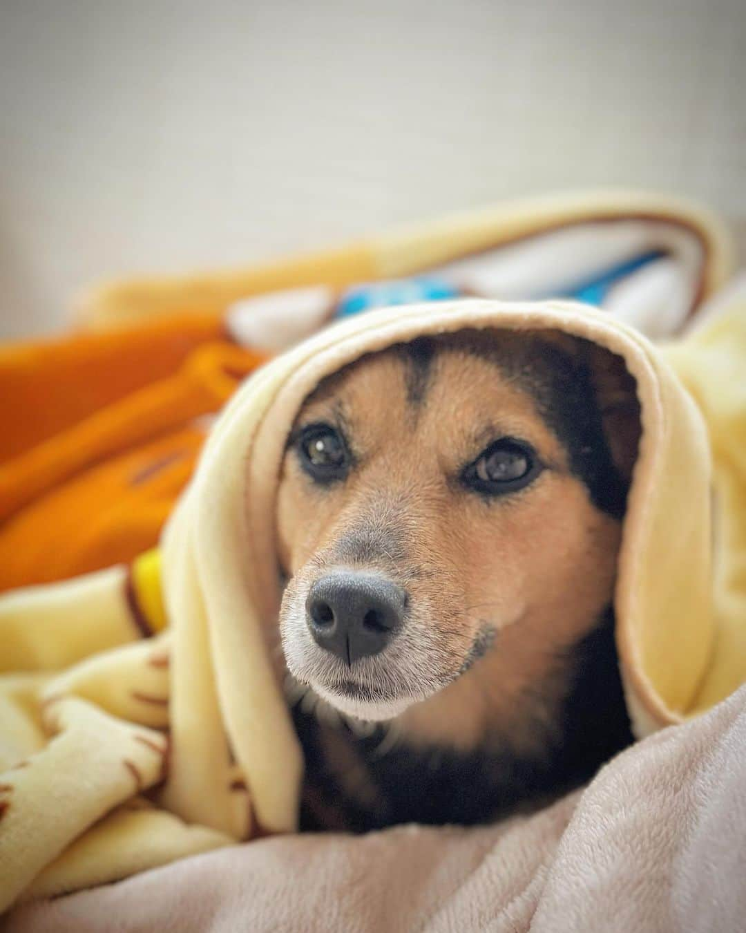 水村リアのインスタグラム：「🥶 ⁡ ⁡ 最近寒くなっていっきに冬に🥶 寒いのは苦手なので恐怖でしかない🤯 暑いのは耐えられるけど 寒いのは昔から辛い🥶 ⁡ ⁡ ⁡ 小夏🐕は寒いのに強いけど 毛布に埋まってる時が一番幸せそう🥱 ⁡ ⁡ 𓃦꙳✮𖤐༶ 𓃦꙳✮𖤐༶ 𓃦꙳✮𖤐༶ 𓃦꙳✮𖤐༶ #犬 #犬が好き #豆柴 #ミニチュアダックスフント #ミックス犬 #小夏 #🐕」