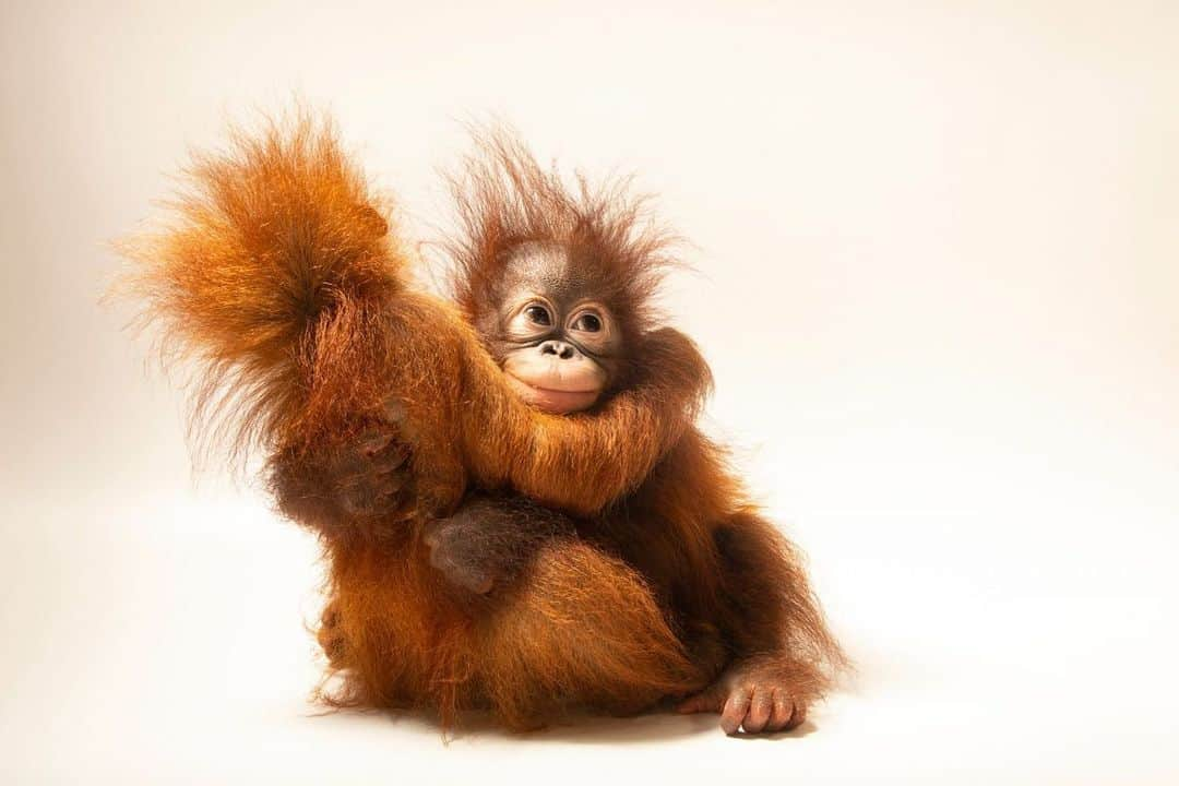 Joel Sartoreのインスタグラム：「D.J. and Ayu are Sumatran and Bornean orangutans that were just 11-months-old when I photographed them @taman_safari. Orangutans are the world’s largest arboreal mammals, making their homes in the tropical rainforests of Borneo and Sumatra in southeast Asia. Baby orangutans like these will spend the first six to eight months of life clinging to their mom. While they don’t stay with mom forever, infants will stay with their mother for seven or eight years, learning all of the skills they will need to survive on their own.  #animals #mammals #primates #orangutans #wildlife #photography #animalphotography #wildlifephotography #studioportrait #PhotoArk #OrangutanCaringWeek @insidenatgeo」