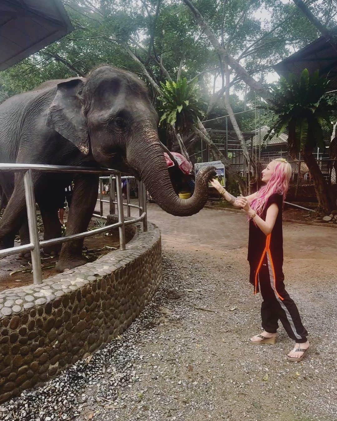 加藤紗里のインスタグラム：「キリン🦒さんが好きです。でも像🐘さんの方がもーっと好きです。」