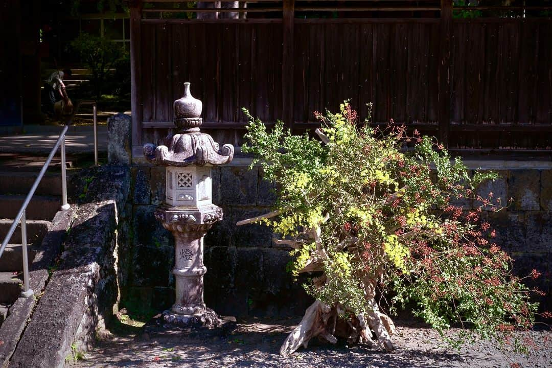 planticaさんのインスタグラム写真 - (planticaInstagram)「Nomadic Series by plantica | 🌳 📍Kumamoto, JAPAN  ‘Nomadic’ is an art project by Japanese flower artist unit "plantica" seizing for a transient beauty hidden in our daily lives. By not settling for the traditional laws of flower arrangement, they drift and wander searching for infinite opportunities to express what's within. Everything exists in a state of flux. Flower art lives with the constant change. Plantica portrays the philosophy of impermanence through spontaneous ikebana (Japanese flower art) using city as a vase.  游牧 "是日本花卉艺术家小组 "plantica "的一个艺术项目,它抓住了隐藏在我们日常生活中的短暂的美。通过不满足于传统的插花法则,他们漂移和徘徊,寻找无限的机会来表达内心的东西。一切都存在于变化的状态中。花卉艺术就生活在不断变化之中。Plantica通过以城市为花瓶的自发的ikebana(日本花卉艺术)描绘了无常的哲学。  nomadic - 縦横無尽。伝統的な華道の作法や花型法に安住せず、漂流し彷徨い、未知の表現を探し求め続けること。お決まりの場所や空間で美しく花を飾るのではなく、新しい世界に花を投げ込み、強かに存在させること。都市を花器に見立て、適材適所で生け花を再構築していく、プランティカの‘nomadic’は、まだ始まったばかり。  #plantica #プランティカ #ikebana #生け花 #熊本県 #満願寺 #installation #flowerart #art #インスタレーション」11月13日 20時55分 - plantica_jp