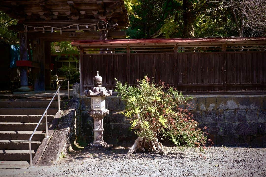 planticaのインスタグラム：「Nomadic Series by plantica | 🌳 📍Kumamoto, JAPAN  ‘Nomadic’ is an art project by Japanese flower artist unit "plantica" seizing for a transient beauty hidden in our daily lives. By not settling for the traditional laws of flower arrangement, they drift and wander searching for infinite opportunities to express what's within. Everything exists in a state of flux. Flower art lives with the constant change. Plantica portrays the philosophy of impermanence through spontaneous ikebana (Japanese flower art) using city as a vase.  游牧 "是日本花卉艺术家小组 "plantica "的一个艺术项目,它抓住了隐藏在我们日常生活中的短暂的美。通过不满足于传统的插花法则,他们漂移和徘徊,寻找无限的机会来表达内心的东西。一切都存在于变化的状态中。花卉艺术就生活在不断变化之中。Plantica通过以城市为花瓶的自发的ikebana(日本花卉艺术)描绘了无常的哲学。  nomadic - 縦横無尽。伝統的な華道の作法や花型法に安住せず、漂流し彷徨い、未知の表現を探し求め続けること。お決まりの場所や空間で美しく花を飾るのではなく、新しい世界に花を投げ込み、強かに存在させること。都市を花器に見立て、適材適所で生け花を再構築していく、プランティカの‘nomadic’は、まだ始まったばかり。  #plantica #プランティカ #ikebana #生け花 #熊本県 #満願寺 #installation #flowerart #art #インスタレーション」