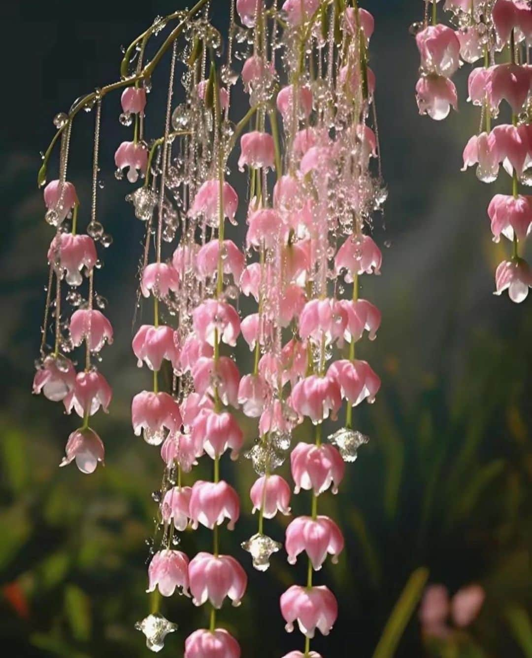 MARIHA Official Instagramさんのインスタグラム写真 - (MARIHA Official InstagramInstagram)「. ‘I’ll bloom for you; while my heart still cries’ ~ Angie Welland-Crosby  RG via @mignonettetakespictures  #mariha #inspirationoftheday #imageoftheday #花鳥風月 #マリハ」11月13日 21時00分 - mariha_official