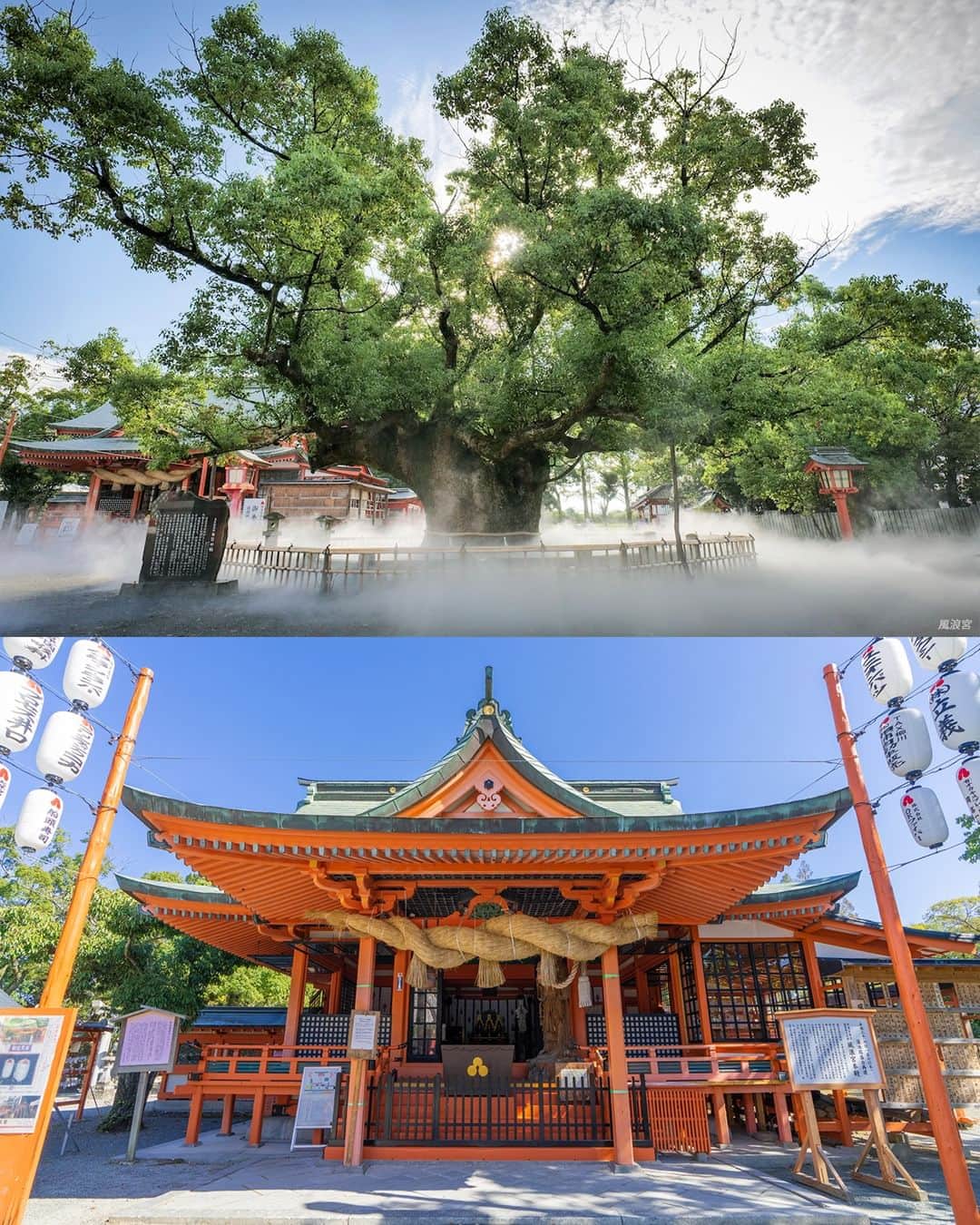 Birthplace of TONKOTSU Ramen "Birthplace of Tonkotsu ramen" Fukuoka, JAPANさんのインスタグラム写真 - (Birthplace of TONKOTSU Ramen "Birthplace of Tonkotsu ramen" Fukuoka, JAPANInstagram)「The 2,000-Year-Old Giant Camphor Tree at Furogu Shrine Is a Sight to Behold!🌲😮 Located in Okawa, Furogu Shrine has a history of around 1,800 years. It is said to have been established after Empress Jingu, the 14th Japanese imperial ruler, met a white heron on her way back from a foreign campaign. The heron was believed to be the incarnation of a deity, and a shrine was built near the camphor tree where it had perched.⛩️  On the grounds of Furogu Shrine is an approximately 2,000-year-old giant camphor tree where the white heron was said to have perched. The tree has an impressive presence, with its huge trunk boasting a circumference of over 8 meters, while its branches stretch out 20-30 meters in all directions!✨  Pray for good luck while feeling the giant camphor tree’s spiritual power!👏  ------------------------- FOLLOW @goodvibes_fukuoka for more ! -------------------------  #fukuoka #fukuokajapan #kyushu #kyushutrip #explorejapan #instajapan #visitjapan #japantrip #japantravel #japangram #japanexperience #beautifuljapan #japanlovers #visitjapanjp #japaneseshrine」11月13日 21時00分 - goodvibes_fukuoka