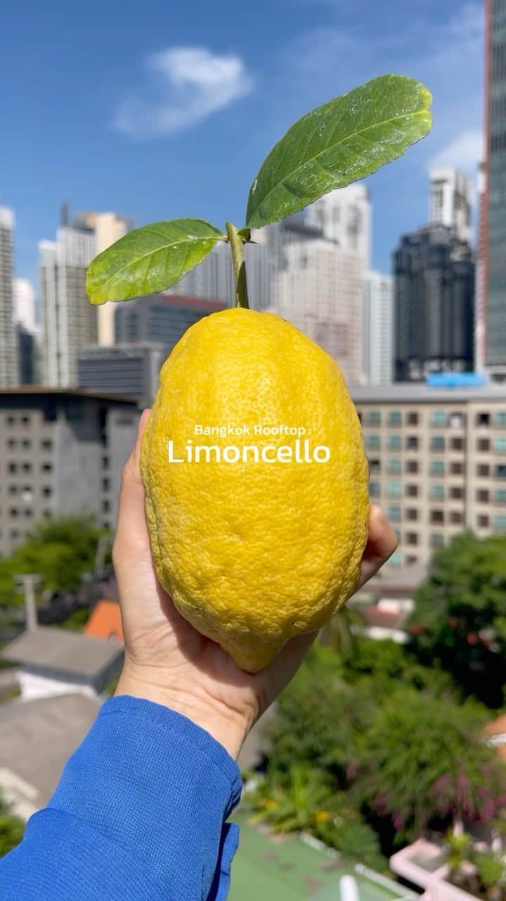 Amata Chittaseneeのインスタグラム：「🍋 Limoncello is smooth and sweet with an intense lemon flavor. It can be sipped on its own as digestif, mixed into sparkling water, shaken or stirred into cocktails, like limoncello spritz or a limoncello martini. It can also be used to make delectable desserts like  limoncello tiramisu. ☺️  To make it, simply infuse lemon peels into 100 proof vodka. No distilling or secret ingredients required! After letting the peels and vodka mingle for two weeks to a month, it’s strained, mixed with sugar syrup (in this case I’m using honey syrup) and chilled!   Just like that, we have the #limoncello :) #limoncellospritz #lemon #pearypieskygarden   100 proof vodka and Prosecco from @vineria.bkk」