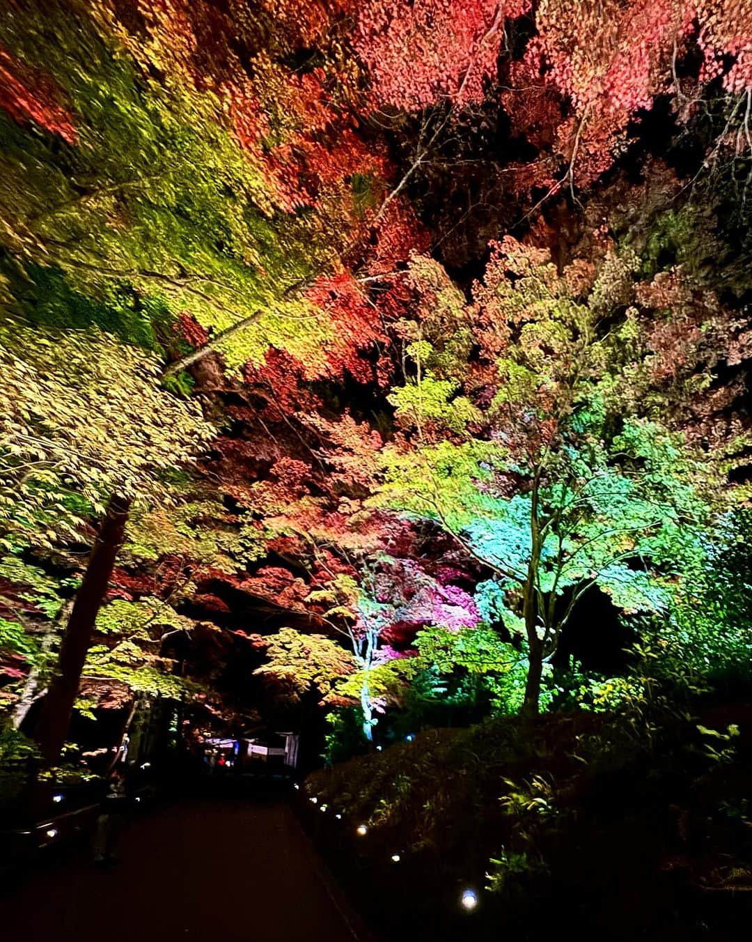小松彩夏さんのインスタグラム写真 - (小松彩夏Instagram)「⁡ ⁡ 先日、岩手県平泉町にある中尊寺の秋の紅葉ライトアップ『紅葉銀河』に行ってきました🥰🍁 ⁡ 今年はなかなか紅葉をみられるタイミングがなかったので念願の紅葉☺️🍁 ⁡ しかもライトアップで本当にキラキラとした 綺麗な紅葉を見ることができました✨ ⁡ 中尊寺の紅葉のライトアップは初めて行ったのですが、なんで今まで見てなかったんだ😝ってくらいほんとに綺麗で感動しました🥹💕 ⁡ これは毎年いきたい‼️✨ ⁡ みなさんは紅葉みましたか？🍁 ⁡ ⁡ 一一一一一一一一一一一一一一一一一一一一一一一一 【🍁イベント情報🍁】 ⁡ 「一娯一絵」 ⁡ ⚫︎詳細 日程:11/25(土) 時間:11:00-18:00 場所:レトロブティックことり 住所: 〒020-0032 岩手県盛岡市夕顔瀬町20-52 1F ⁡ ⚫︎出展者 ・レトロブティックことり └ 10周年企画としてUSEDスウェットほか、レトロ古着、帽子、バッグ、アクセサリーなど100点以上の古着を1日限定で10円で販売！お一人様何点でもOK！ ⁡ ・小松彩夏 └私服、オフィシャルグッズの販売 　Tシャツ、ミニタオル、タオル等 ⁡ ・STREET BURGER └ハンバーガーの販売 ⁡ ・Taisei └グッズ、似顔絵の販売 ⁡ 一一一一一一一一一一一一一一一一一一一一一一一一 ⁡ #地元 #岩手 #岩手県 #故郷 #一関市観光大使 #平泉 #平泉町 #中尊寺 #紅葉銀河 #ライトアップ #絶景 #自然」11月13日 21時43分 - official_ayaka_502