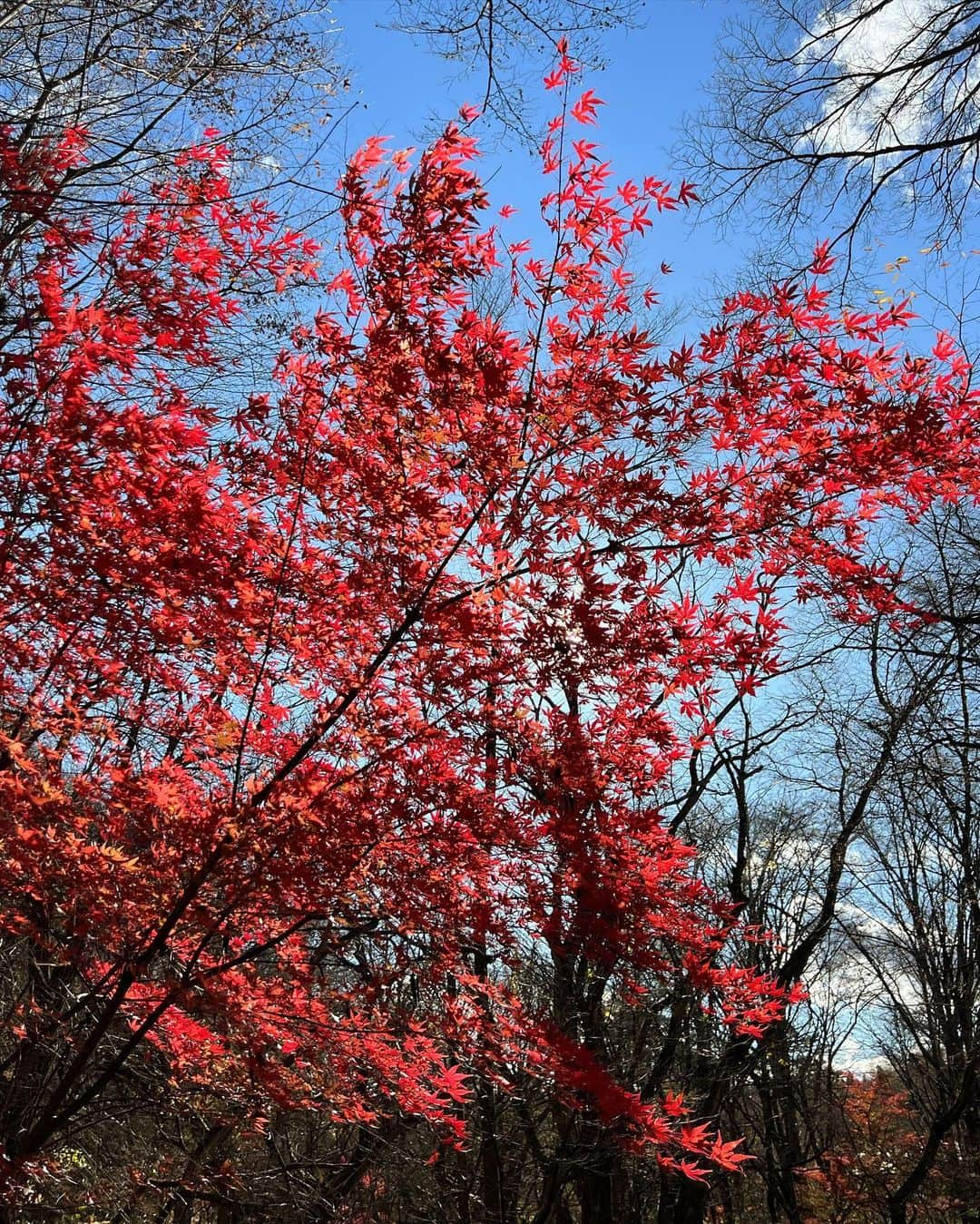 瀧澤あすみさんのインスタグラム写真 - (瀧澤あすみInstagram)「🍁🍂🧡」11月13日 21時50分 - asumitakizawa