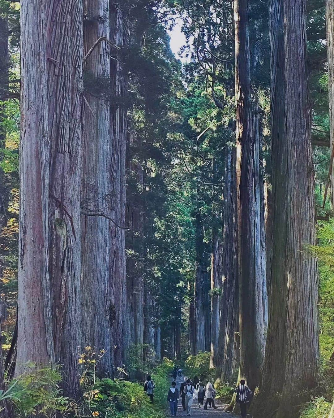 ビーム先生さんのインスタグラム写真 - (ビーム先生Instagram)「ป่าอุโมงค์สนในตำนานกว่า 400 ปี #Togakushi สวยมากกกกกกกกกกกกก เหมือนหลุดเขาไปในโลกเทพนิยายเลย 😍✨ ฤดูใบไม้ร่วงนี่แหละสวยที่สุดแล้ว   400年前に植えた杉並木が今でもとてもきれいな場所として残ってるなんて、すごい🍁  Togakushi เป็นภูเขาแห่ง Power Spot ที่มีถึง 5 ศาลเจ้า (เดินครบก็จะเมื่อยหน่อยนะ ฮ่าๆ) ระหว่างเดินทางเราจะผ่านอุโมงค์ต้นสนยักษ์ที่เรียงรายสองข้างทางกว่า 500 เมตร เขาบอกว่าต้นส้นเหล่านี้มีอายุมากกว่า 400 ปีทั้งหมด  ถูกปลูกขึ้นมาตั้งแต่สมัยเอโดะ  หลังจากผ่านไป 400 ปี  ที่นี่กลายเป็นที่ ๆ สวยและดูลึกลับมาก ๆ เลย แถมมีผู้คนจากทั่วโลกมาเยี่ยมเยือน ขอบคุณบรรพบุรุษค่ะ   🚌 ขึ้นรถบัสของ Alpico จากสถานี Nagano ได้เลย (ฝั่งประตู วัด Zenkoji ) ลงที่ป้าย Togakushi-Okusha-iriguchi ถึงแล้วแวะกินโซบะร้าน Naosuke กันด้วยนะ    ใช้เวลาเดินทางประมาณ 1 ชม.   ตารางรถบัส Nagano ไป Togakushi https://shorturl.at/cpNWY  #Alpico #อัลปิโก้ #นากาโนะ #ญี่ปุ่น #เที่ยวญี่ปุ่น」11月13日 22時07分 - beamsensei