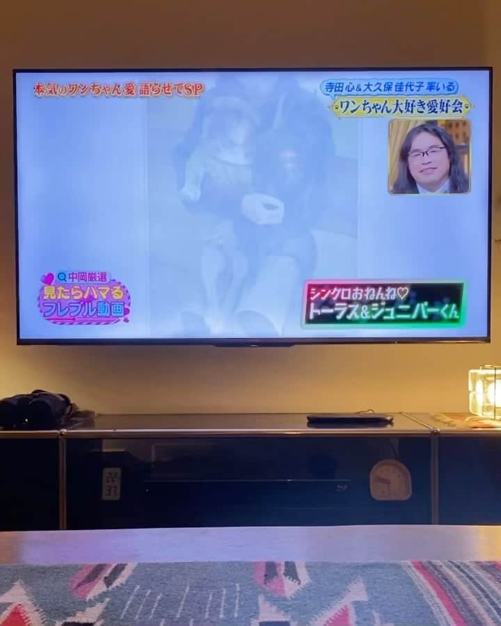 trs0609のインスタグラム：「. . . みんな最後まで見てくれたかな📺😆🙌 . . おトーラは何度か📺出たけどジュニは初めて🤭 いい記念になったね🥹✨ . そしてなんとなんと‼️ 雑誌『いぬのきもち』のコラボ企画で犬愛に溢れた芸人No. 1になった中岡さんがトーラスとジュニパーを選んでくれました😭👏🩷 . . 撮影頑張りましたよ🐻🐨📖✊☺️ 発売になったらまた報告させてくださいね😊♡ . . @lottinakaoka 中岡さん この度はありがとうございました✨ またお店に遊びにきてください🐻🐨☕️ . #frenchbulldog #frenchies1#frenchieworld #redfawn #tigerbrindle#フレンチブルドッグ #フレブル#フォーン#タイガーブリンドル#多頭飼い#トーラスとジュニパー」