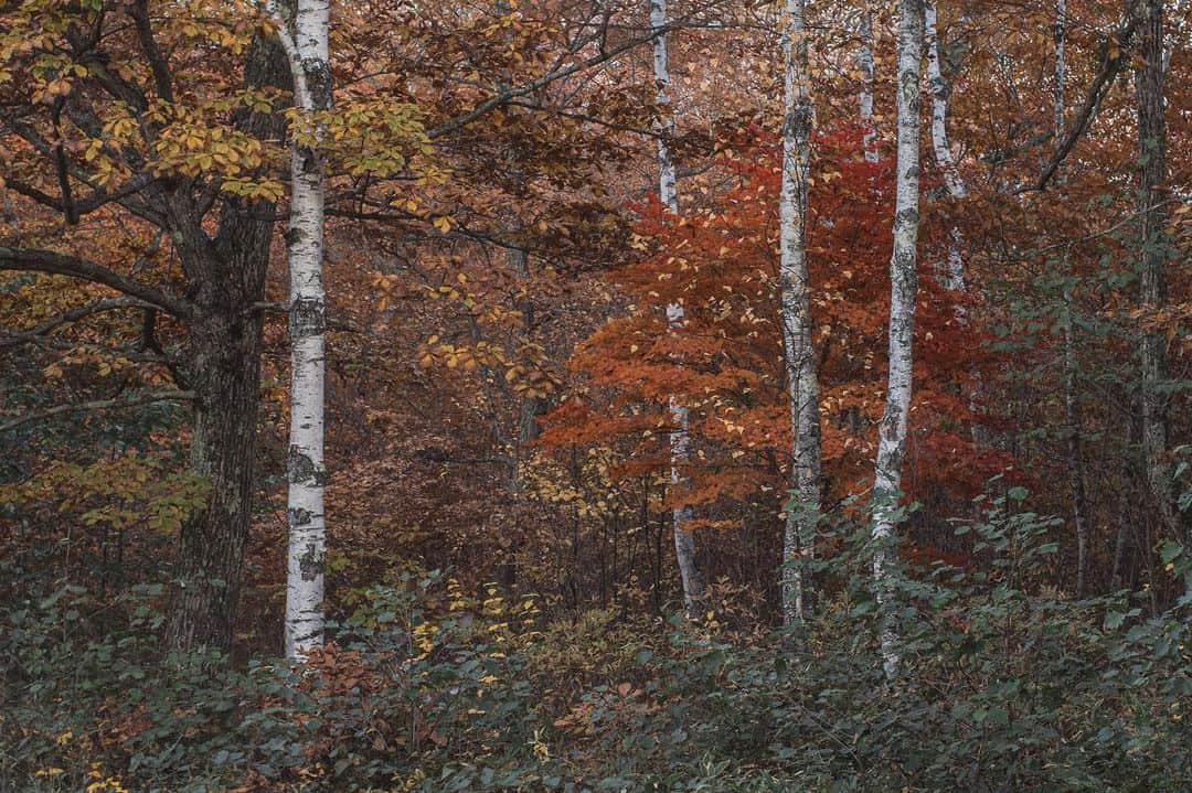 Nanaさんのインスタグラム写真 - (NanaInstagram)「ナラ、白樺、楓 紅葉はたぶんこれが最後🍁 autumn colours  #autumnleaves #autumncolors #sonya7iv #carlzeisslenses  #splendid_woodlands #moody_nature #beautifulmoments #folkscenery」11月13日 22時15分 - necozalenky_life