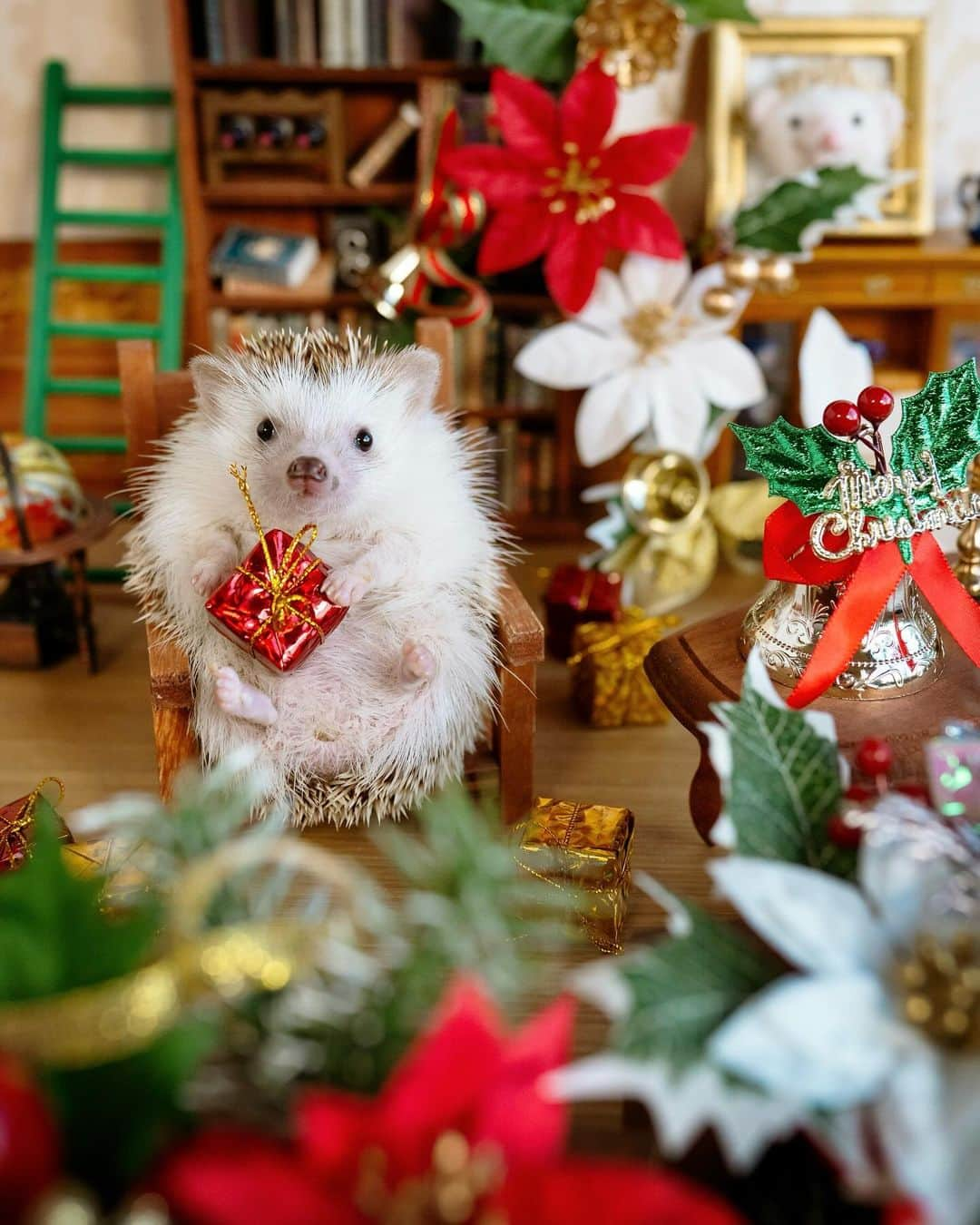 ダーシーさんのインスタグラム写真 - (ダーシーInstagram)「I’m ready for Christmas now🎅🏻🎄🎁  あとはサンタさんを待つだけです🐨✨  #hedgehog#hedgie#cuteanimals#sigmaart#flyinghedgehogs#ハリネズミ#はりねずみ#igel#hérisson#riccio#erizo#고슴도치#刺猬#christmas」11月13日 22時37分 - darcytheflyinghedgehog