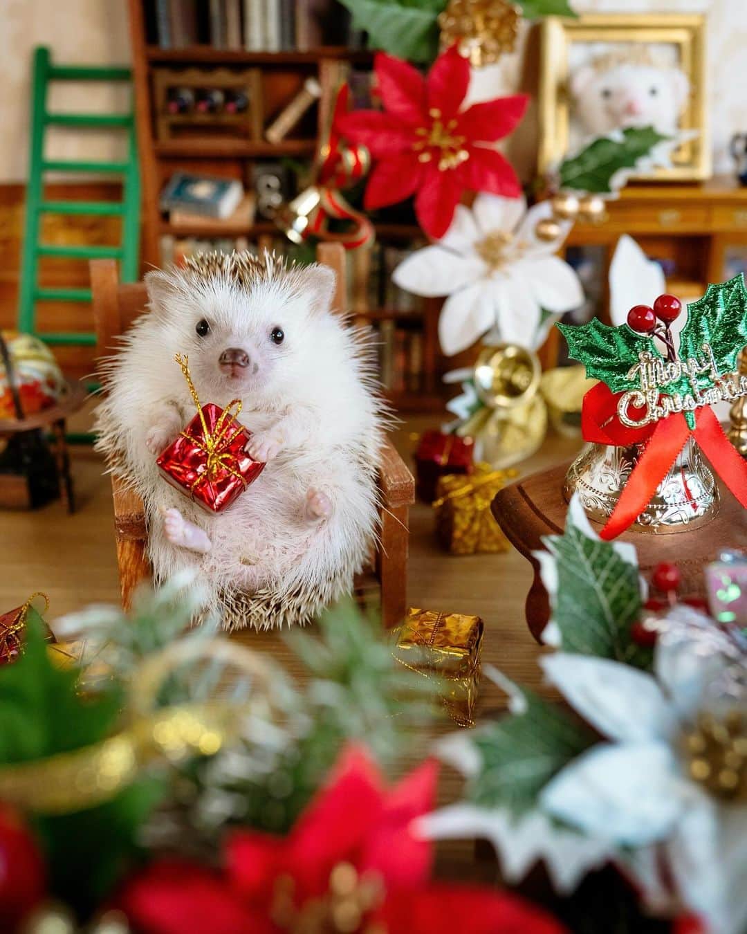 ダーシーのインスタグラム：「I’m ready for Christmas now🎅🏻🎄🎁  あとはサンタさんを待つだけです🐨✨  #hedgehog#hedgie#cuteanimals#sigmaart#flyinghedgehogs#ハリネズミ#はりねずみ#igel#hérisson#riccio#erizo#고슴도치#刺猬#christmas」
