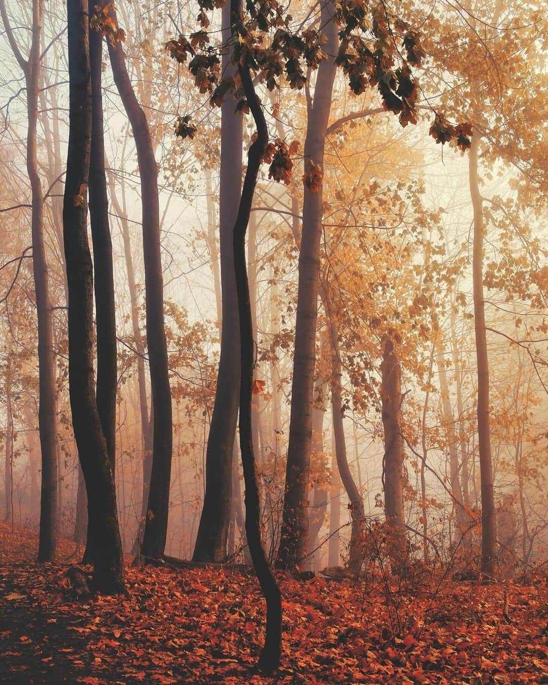 kaelのインスタグラム：「Whose woods these are I think I know」