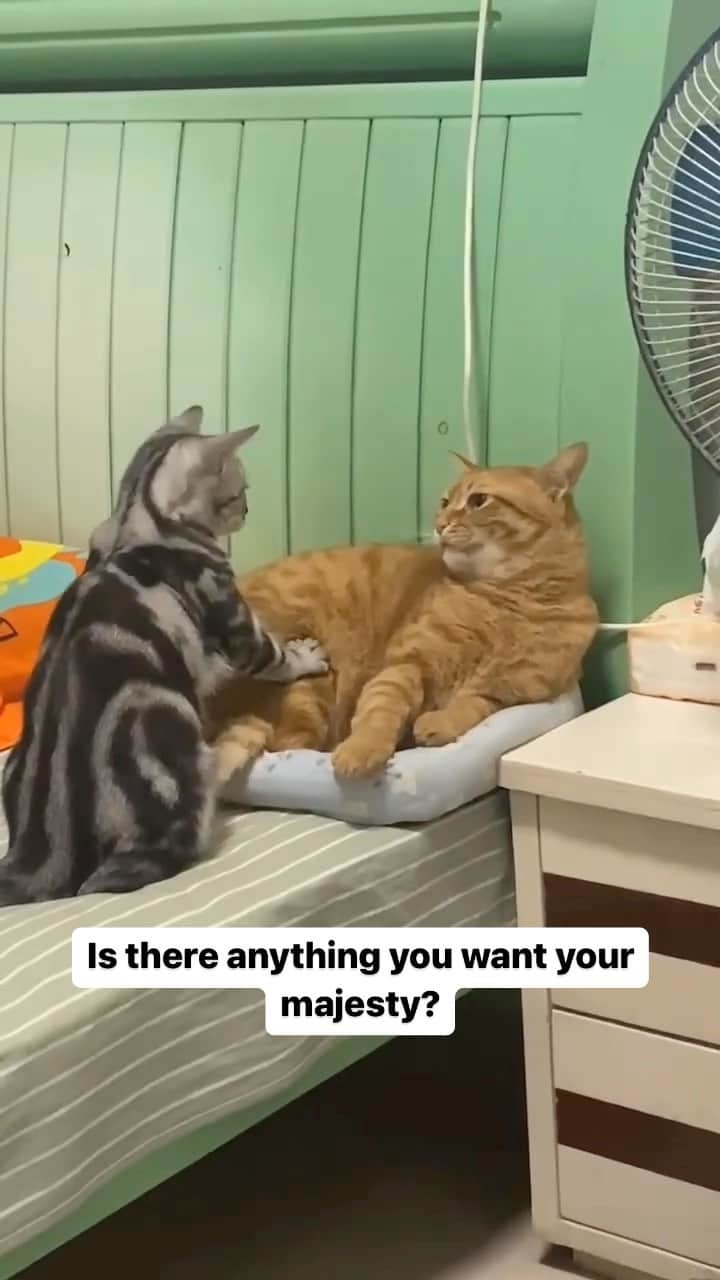 Cute Pets Dogs Catsのインスタグラム：「Is there anything you want your majesty?  Credit: adorable @小轩. | DY ** For all crediting issues and removals pls 𝐄𝐦𝐚𝐢𝐥 𝐮𝐬 ☺️  𝐍𝐨𝐭𝐞: we don’t own this video/pics, all rights go to their respective owners. If owner is not provided, tagged (meaning we couldn’t find who is the owner), 𝐩𝐥𝐬 𝐄𝐦𝐚𝐢𝐥 𝐮𝐬 with 𝐬𝐮𝐛𝐣𝐞𝐜𝐭 “𝐂𝐫𝐞𝐝𝐢𝐭 𝐈𝐬𝐬𝐮𝐞𝐬” and 𝐨𝐰𝐧𝐞𝐫 𝐰𝐢𝐥𝐥 𝐛𝐞 𝐭𝐚𝐠𝐠𝐞𝐝 𝐬𝐡𝐨𝐫𝐭𝐥𝐲 𝐚𝐟𝐭𝐞𝐫.  We have been building this community for over 6 years, but 𝐞𝐯𝐞𝐫𝐲 𝐫𝐞𝐩𝐨𝐫𝐭 𝐜𝐨𝐮𝐥𝐝 𝐠𝐞𝐭 𝐨𝐮𝐫 𝐩𝐚𝐠𝐞 𝐝𝐞𝐥𝐞𝐭𝐞𝐝, pls email us first. **  #catlover #catlovers #catoftheday #instacat」