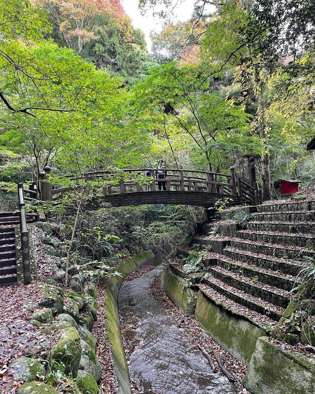 中村歌昇 さんのインスタグラム写真 - (中村歌昇 Instagram)「自然その1。 #空気がおいしいって本当にあると思っている #緑って大事 #暑さで紅葉が遅れている #ここはどこでしょう #家族 #family #中村歌昇」11月13日 23時32分 - kasho_nakamura