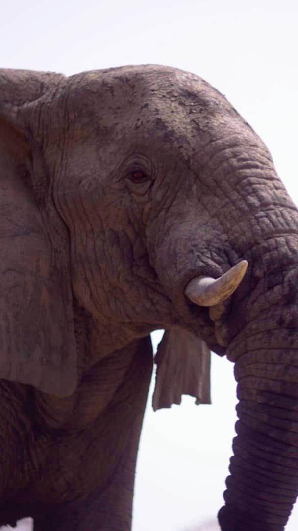 シェイリーン・ウッドリーのインスタグラム：「Zakouma: A Story Of Hope 🐘  We travel to Zakouma National Park in Chad with @shailenewoodley to learn more about how the ban on poaching has positively impacted wildlife.  Our home. Our future. This is #PlanetEarth3 🌍」
