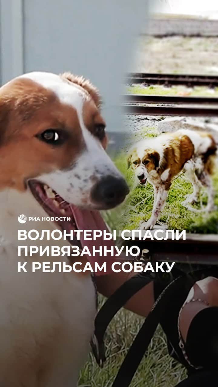 RIAノーボスチのインスタグラム：「В Узбекистане спасли собаку на железной дороге. Несчастное животное избили, привязали к рельсам и оставили умирать. К счастью, Риту заметили неравнодушные прохожие. Ее отвязали и передали волонтерам. Когда собаку полностью вылечат, ей найдут любящих и ответственных хозяев.」
