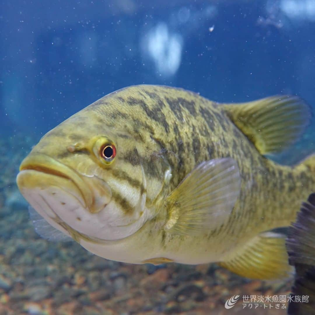 世界淡水魚園水族館 アクア・トト ぎふのインスタグラム：「岐阜の水辺が大ピンチ  2023年5月以降、特定外来生物のコクチバスが木曽三川で次々に確認されています。 その危険性をお伝えするため、コクチバスの展示を開始しました。  【期間】12月下旬頃まで  #アクアトト #水族館 #aquarium #コクチバス #オアシスパーク #河川環境楽園」