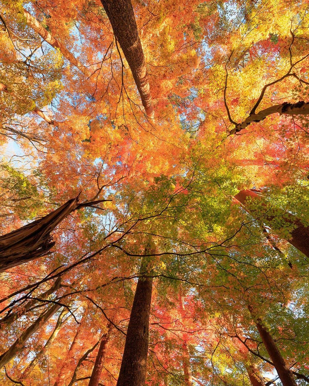 SHOCK EYEさんのインスタグラム写真 - (SHOCK EYEInstagram)「皆、今年は紅葉見た？ 去年までのは、どの写真が好き？  #紅葉」11月14日 9時56分 - shockeye_official