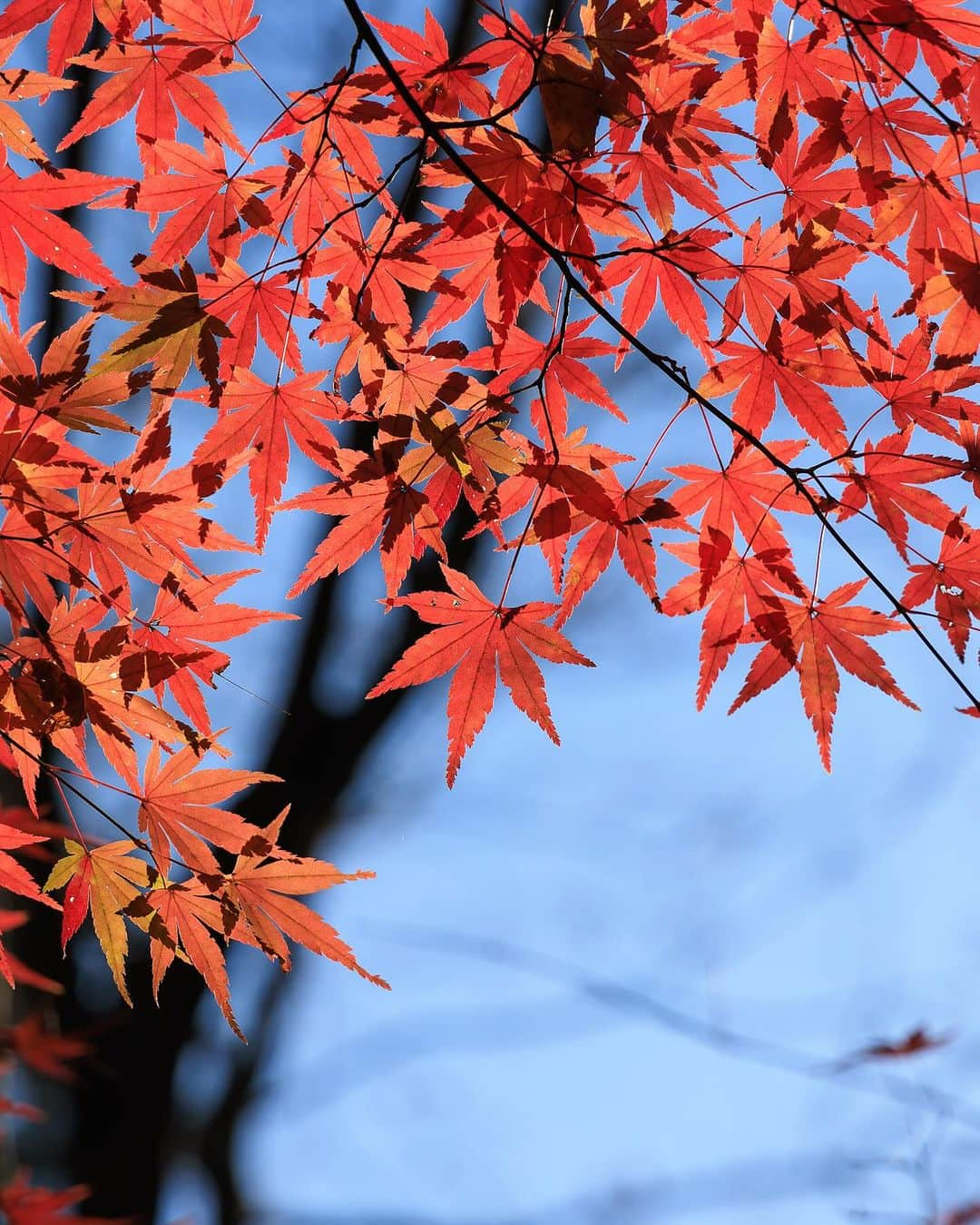 SHOCK EYEさんのインスタグラム写真 - (SHOCK EYEInstagram)「皆、今年は紅葉見た？ 去年までのは、どの写真が好き？  #紅葉」11月14日 9時56分 - shockeye_official