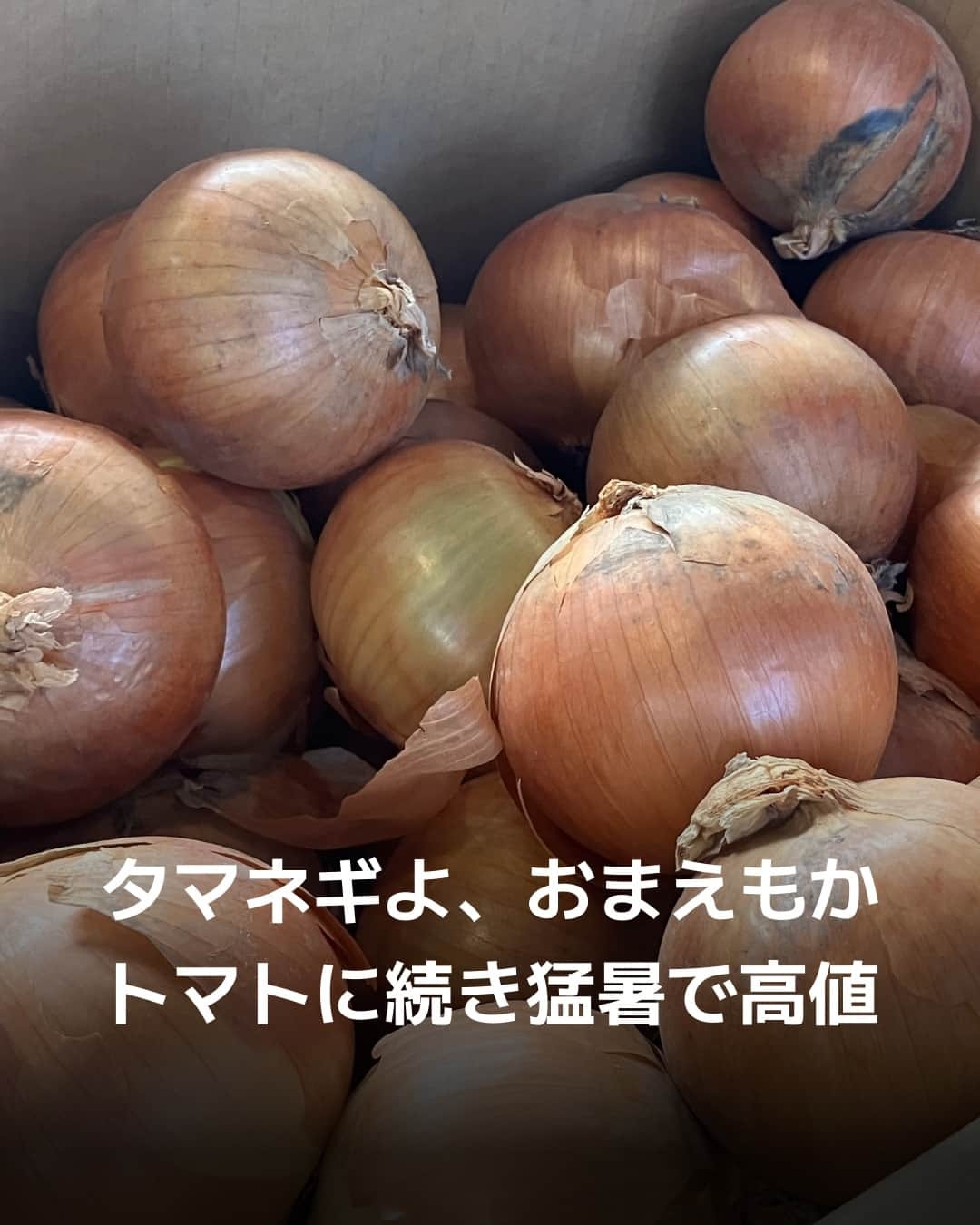 日本経済新聞社さんのインスタグラム写真 - (日本経済新聞社Instagram)「北海道産タマネギの収穫量が猛暑で減少し、10月以降徐々に価格が上昇。トマトと同様に更なる値上がりや高値長期化の懸念も出ています。⁠ ⁠ 詳細はプロフィールの linkin.bio/nikkei をタップ。⁠ 投稿一覧からコンテンツをご覧になれます。⁠→⁠@nikkei⁠ ⁠ #日経電子版 #ニュース #タマネギ #物価高 #インフレ」11月14日 10時00分 - nikkei