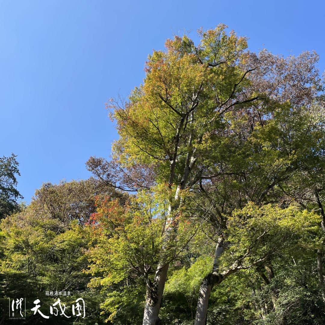 【公式】箱根湯本温泉 天成園のインスタグラム：「♨️ 📣 #紅葉情報 🍁  ほんのり葉先から色づきが始まりました☺️  ようやく気温も下がり これから鮮やかに染まっていくことでしょう💡  箱根の紅葉の見頃は11月下旬〜12月上旬ごろです！  お天気が気持ちいい日のんびり #紅葉狩り しませんか？ ご来館をお待ちしております✨   #箱根 #天成園 #食事 #限定 #箱根湯本温泉 #温泉 #箱根旅行 #旅行 #神社 #滝 #日本庭園 #日帰り温泉 #hakone #onsen #japan #露天風呂 #日本旅行 #紅葉速報 #紅葉 #秋」