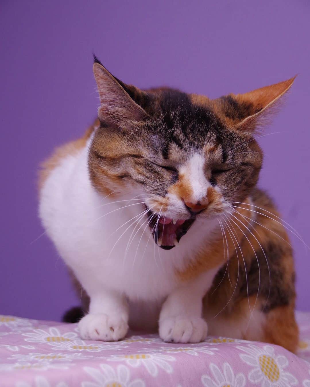 Kachimo Yoshimatsuのインスタグラム：「にゃは…は、  #うちの猫ら #猫 #castella #ねこ #ニャンスタグラム #にゃんすたぐらむ #ねこのきもち #cat #ネコ #catstagram #ネコ部 http://kachimo.exblog.jp」