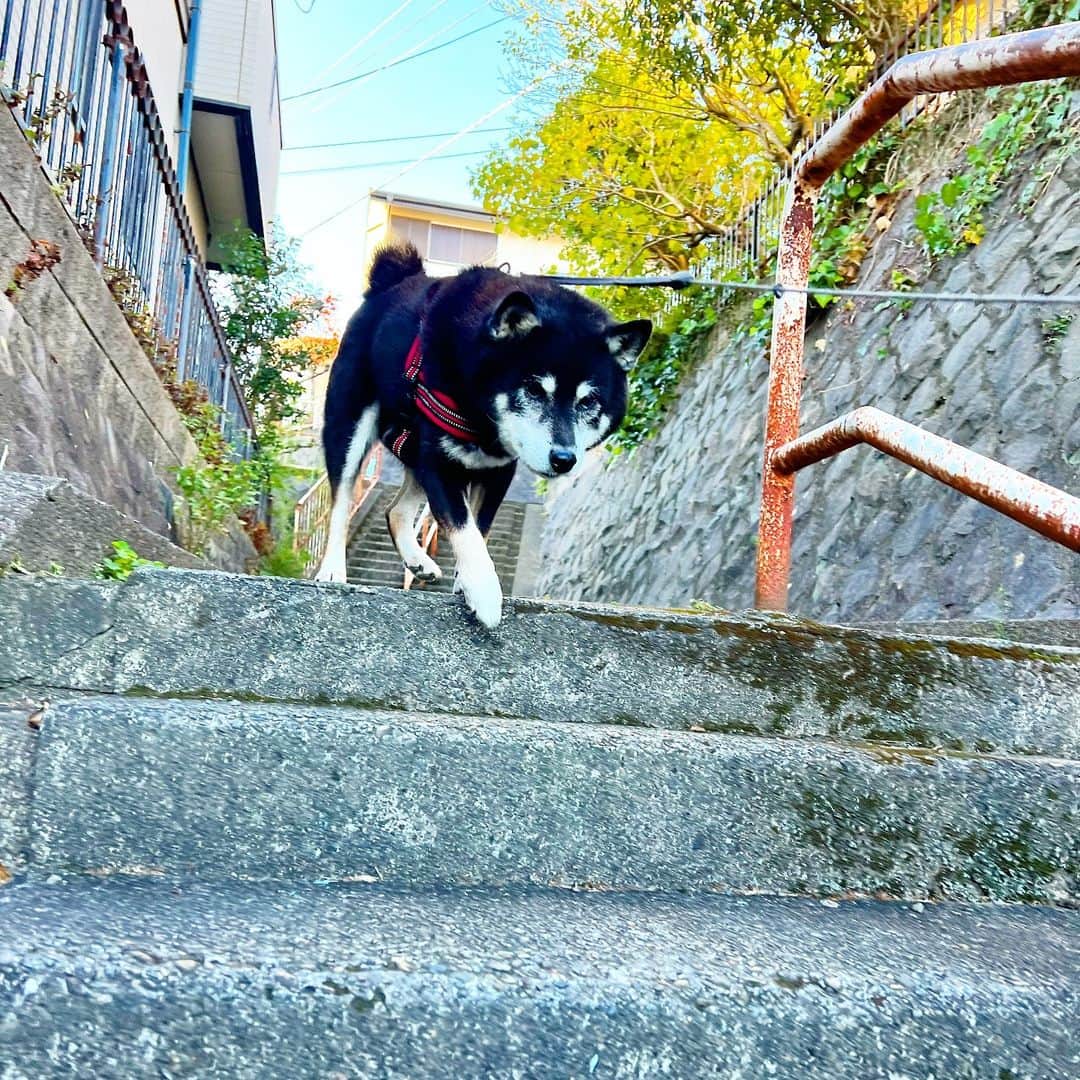 小川博永のインスタグラム：「今シーズン初の白い息観測。  #ししまる爺さん  #今朝まる #ししまる #dog #dogs #柴犬 #黒柴」