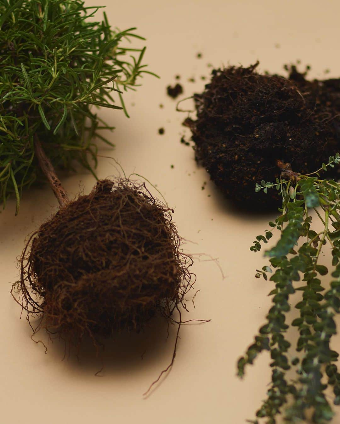 ザ･コンランショップのインスタグラム：「. The Conran Shop Tokyo グリーン  観葉植物やガーデングッズ、ツールなどをラインナップ。植物と環境、植物のある暮らしの研究をしながら、主に沖縄の植 物を中心に観葉植物を専門に扱う「cotoha（コトハ）」（京都）のセレクトです。植物のある清々しさだけでなく、葉や枝振 りの個性的なものは、時にはアートのように空間の中で存在します。暮らしの中に植物を取り入れる楽しさを提案します。  @orby.restaurant  #theconranshop #theconranshoptokyo #azabudaihills #麻布台ヒルズ #interiordesign #modernliving #植物のある暮らし」