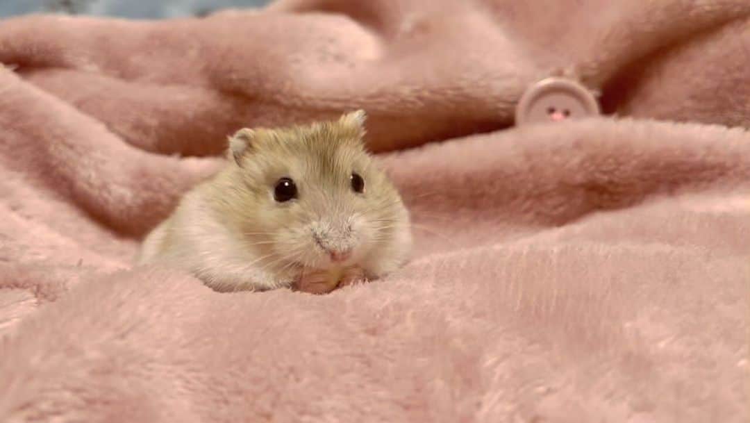 hamster_mocoのインスタグラム