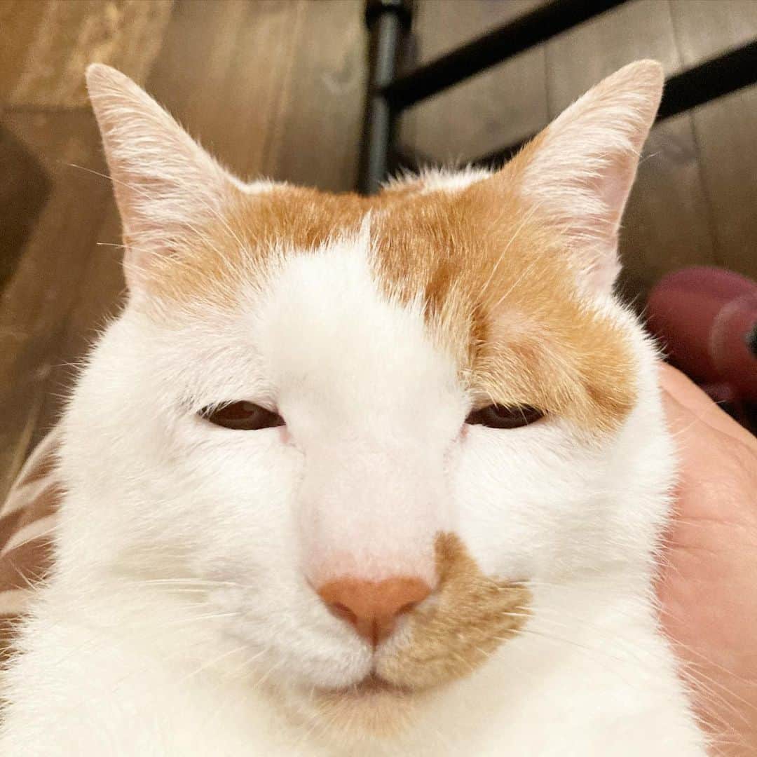 いちタルのインスタグラム：「🐈🐈🐈🐈🐈🐈 ショボボ〜 ご査収ください ここからは愚痴なので華麗にスルー推奨 近所にコインパークと自販機があるんだけど この組み合わせ 最悪で… 建築業者と思われる人達の車で 連日満車🈵状態 それだけならいいけど お昼に食べた物や 休憩中に飲んだ物 タバコの吸い殻 仕事で使った物の残骸 etc 放置プレイ はっきり言います！迷惑です！ 風が強いと家の前までゴミが飛んできて 気がつくとみっともない状態 ゴミ出しの日の朝 せっせとコインパーク近辺を掃除 なんかおかしくない？ 管理会社どうにかしろ💢 ある日、あまりにもひどくて 堪忍袋の緒が切れて クレームの電話入れたら（冷静に話しましたけどね） 一回だけ掃除に来た 一回だけ！ ほんと迷惑 ハッキリ言います！ ゴミの置き去りは不法投棄じゃ！ 吸い殻を枯れた草の近辺に捨てるな！ 火事になったらどうすんじゃい💢 いや、そもそも吸い殻は持ち帰れ💢 🐈🐈🐈🐈🐈🐈」