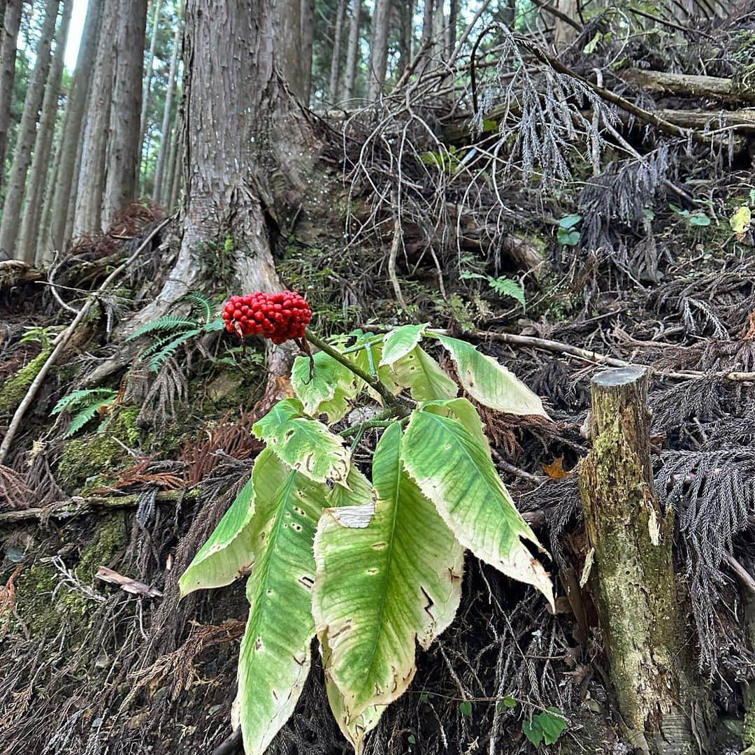 あだち理絵子さんのインスタグラム写真 - (あだち理絵子Instagram)「#野草 #風景写真 #紅葉スポット  #ポートレート #写真部　？  自分で見つけたカワイコちゃんは嬉し #キッコウハグマ  #観音峰展望台　に向かう途中で見つけました。  #山ガール#ハイキング#天川村#奈良」11月14日 10時57分 - adachi.rieko